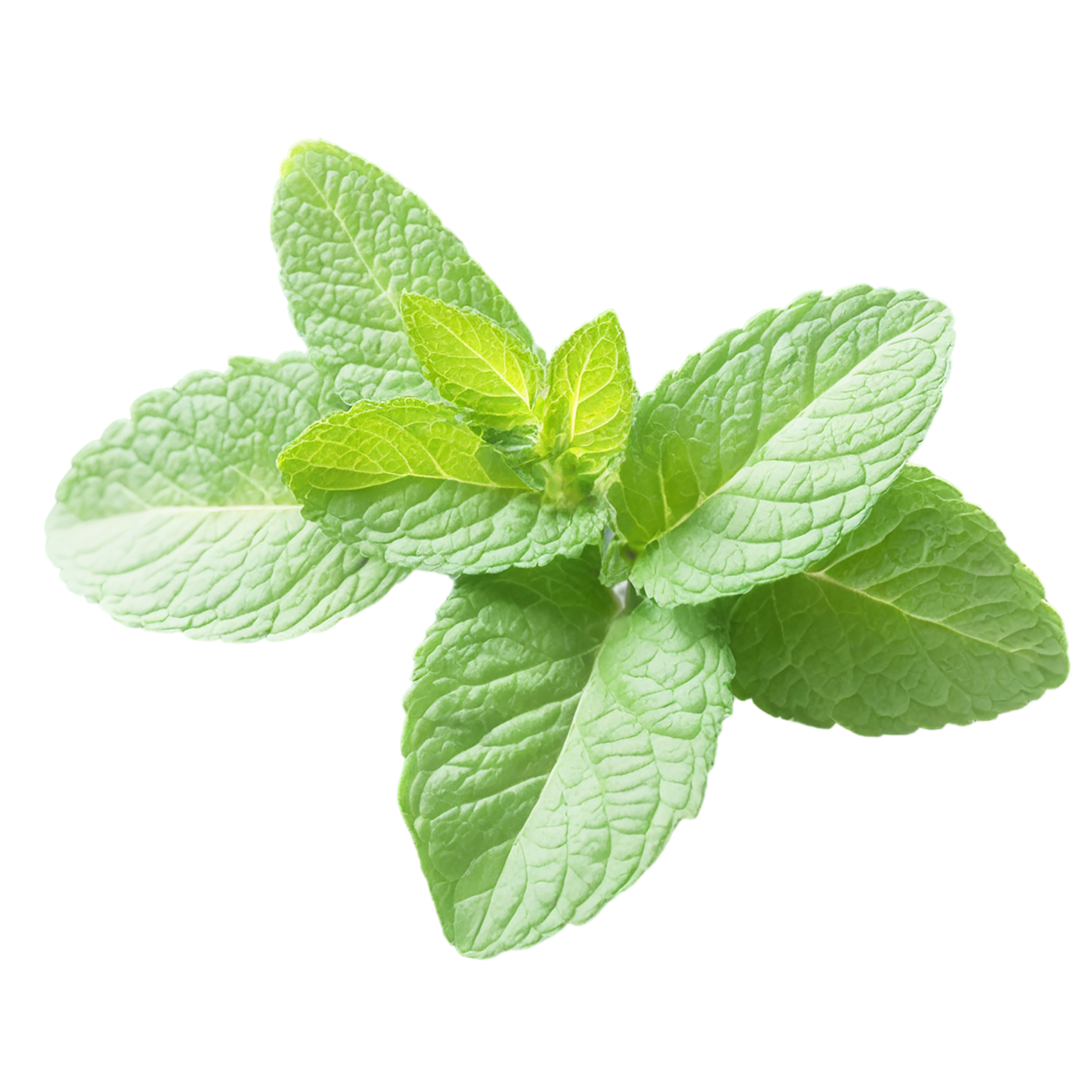 Mint Herbs isolated on transparent background, #7212