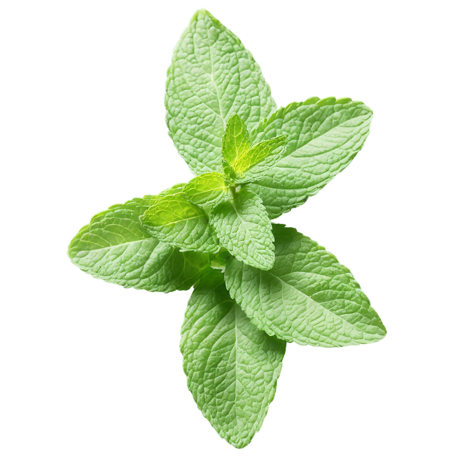 Mint Herbs isolated on transparent background, #7213