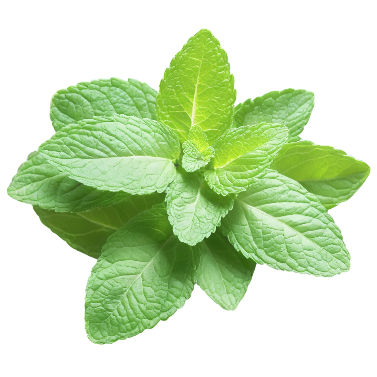 Mint Herbs isolated on transparent background, #7214