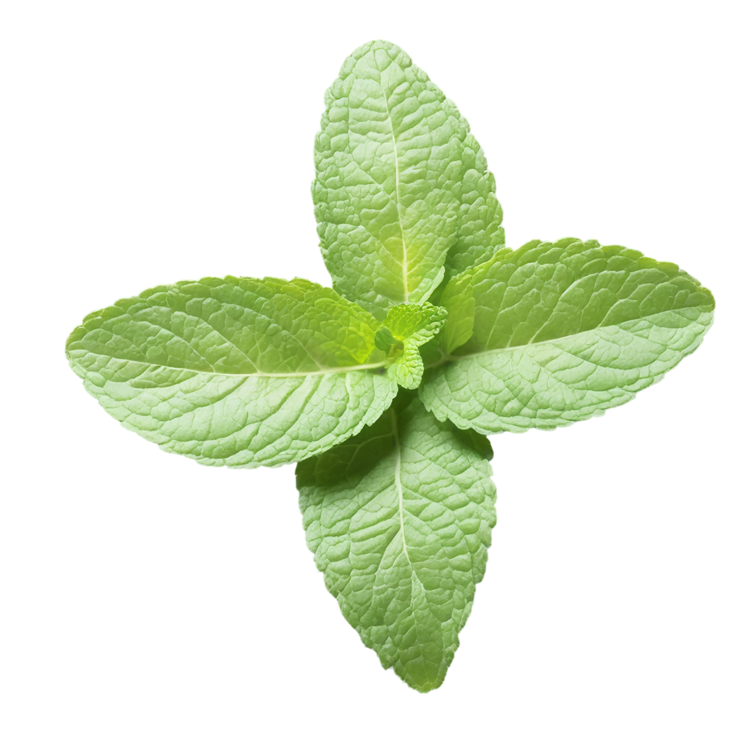 Mint Herbs isolated on transparent background, #7217