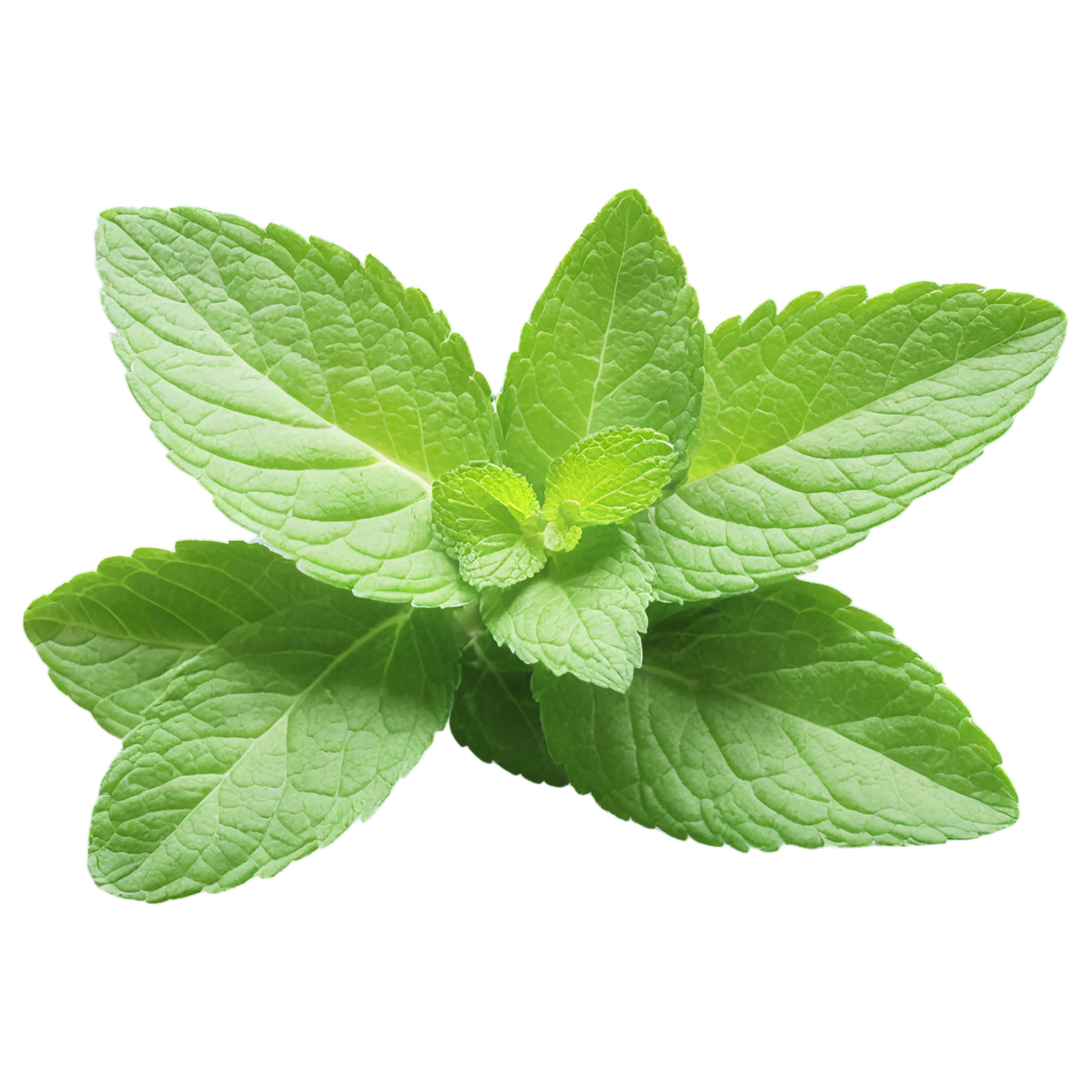 Mint Herbs isolated on transparent background, #7218
