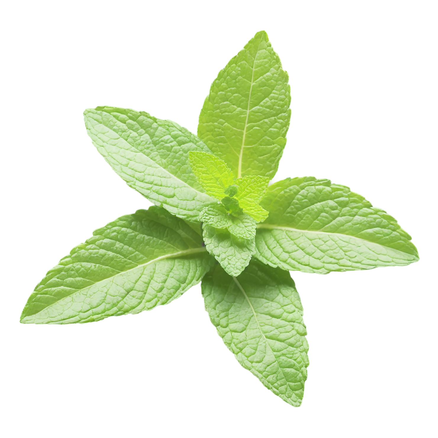 Mint Herbs isolated on transparent background, #7219