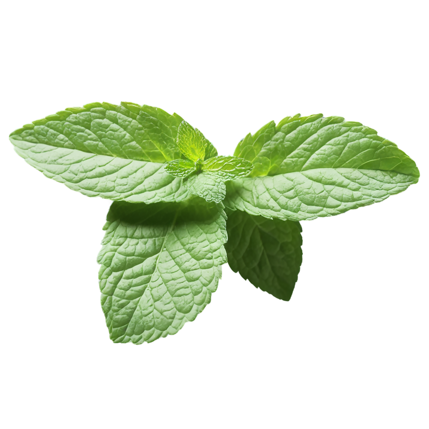 Mint Herbs isolated on transparent background, #7220