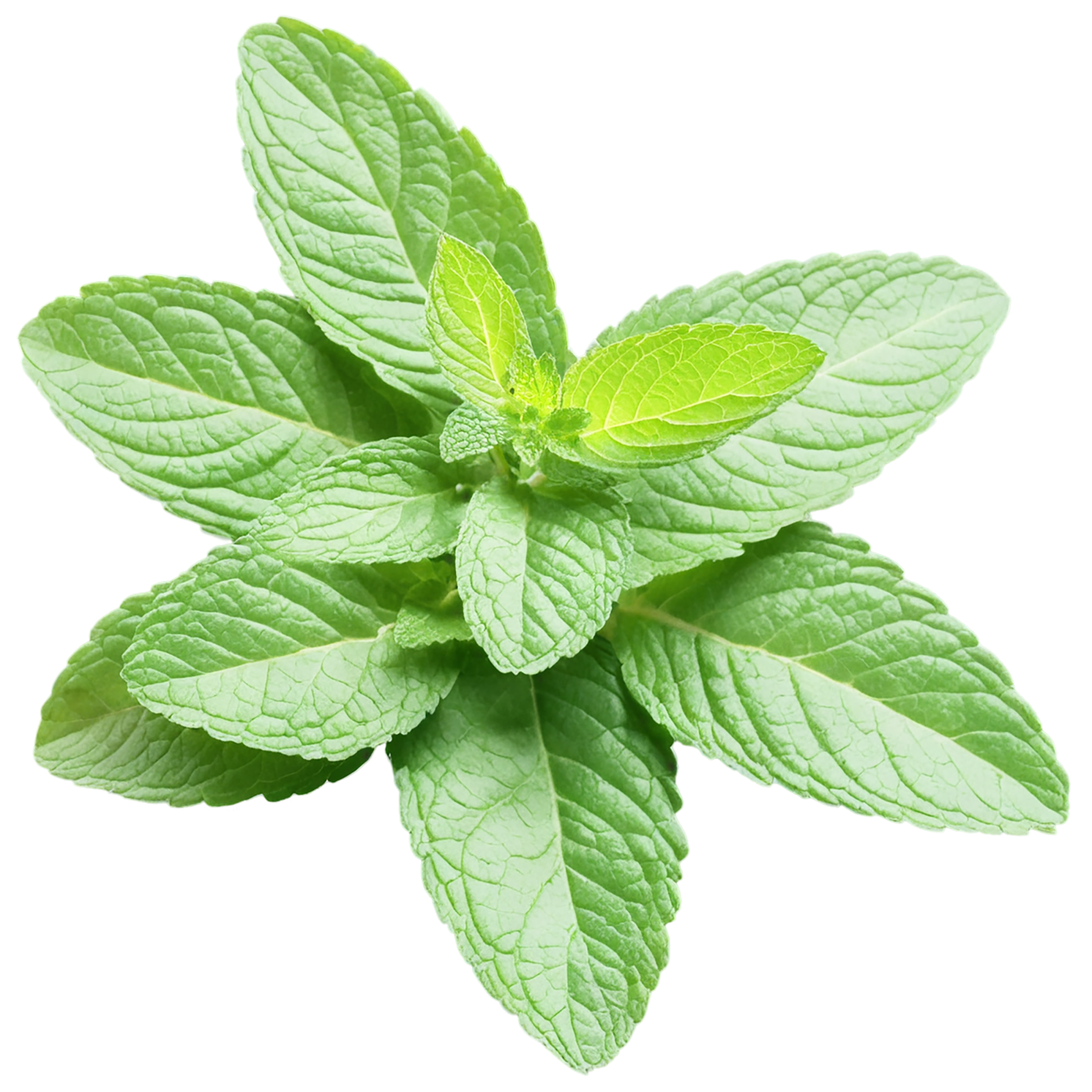 Mint Herbs isolated on transparent background, #7221