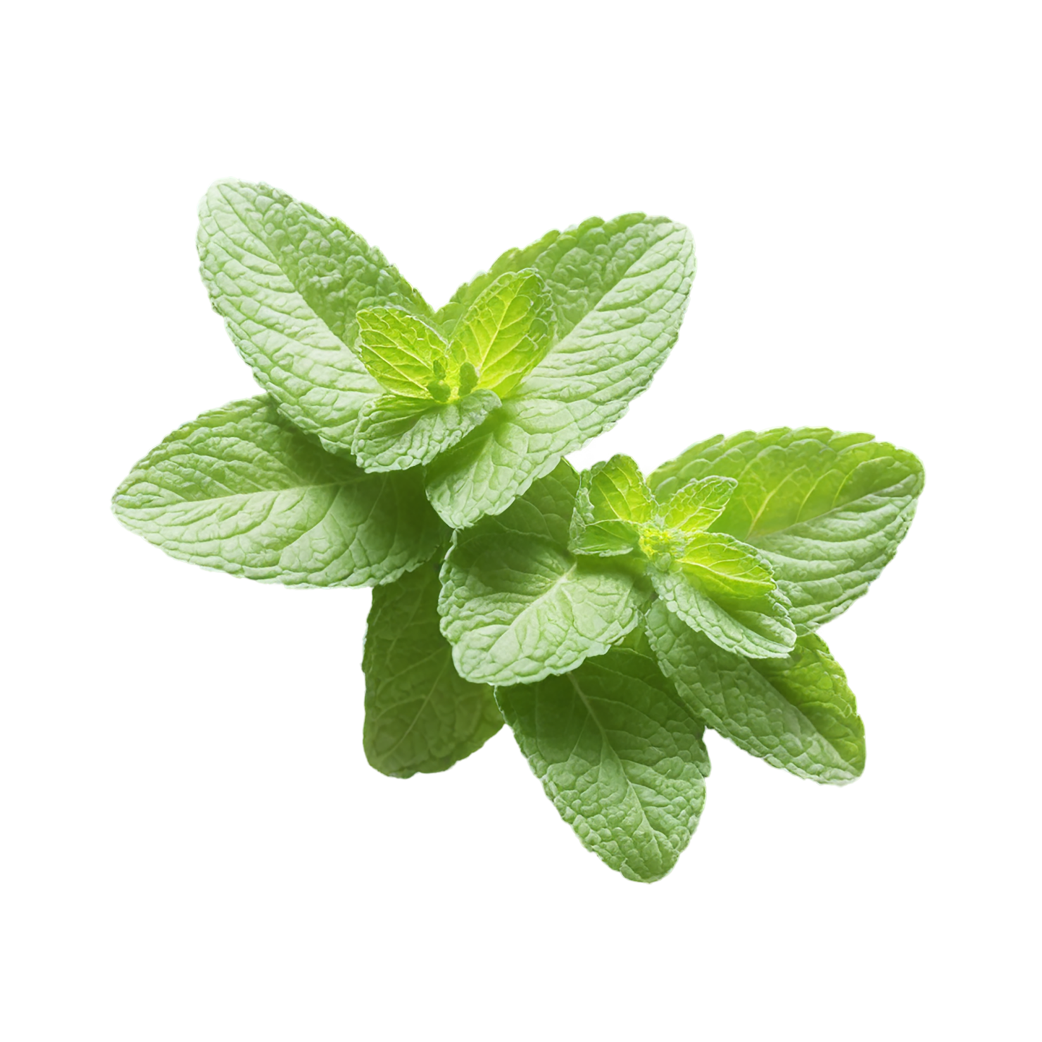 Mint Herbs isolated on transparent background, #7222