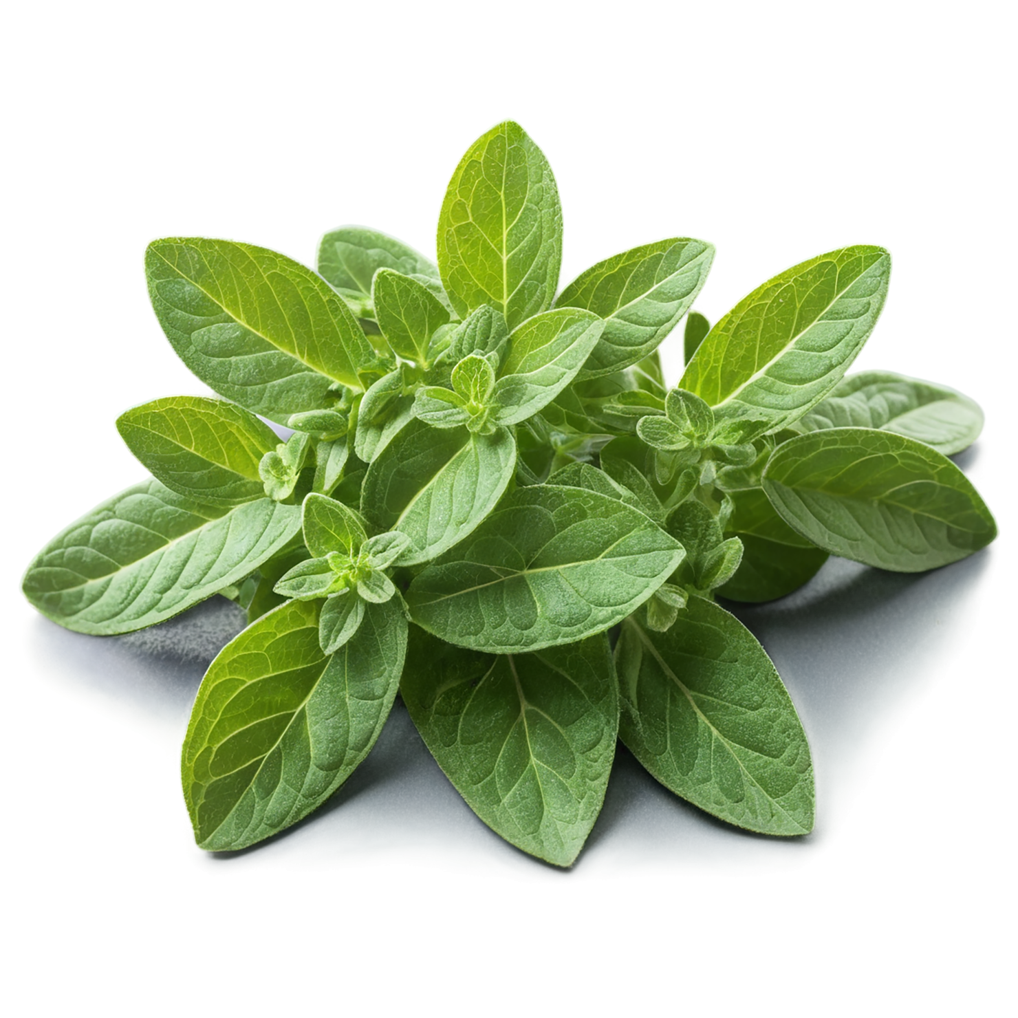 Oregano Herbs isolated on transparent background, #7223