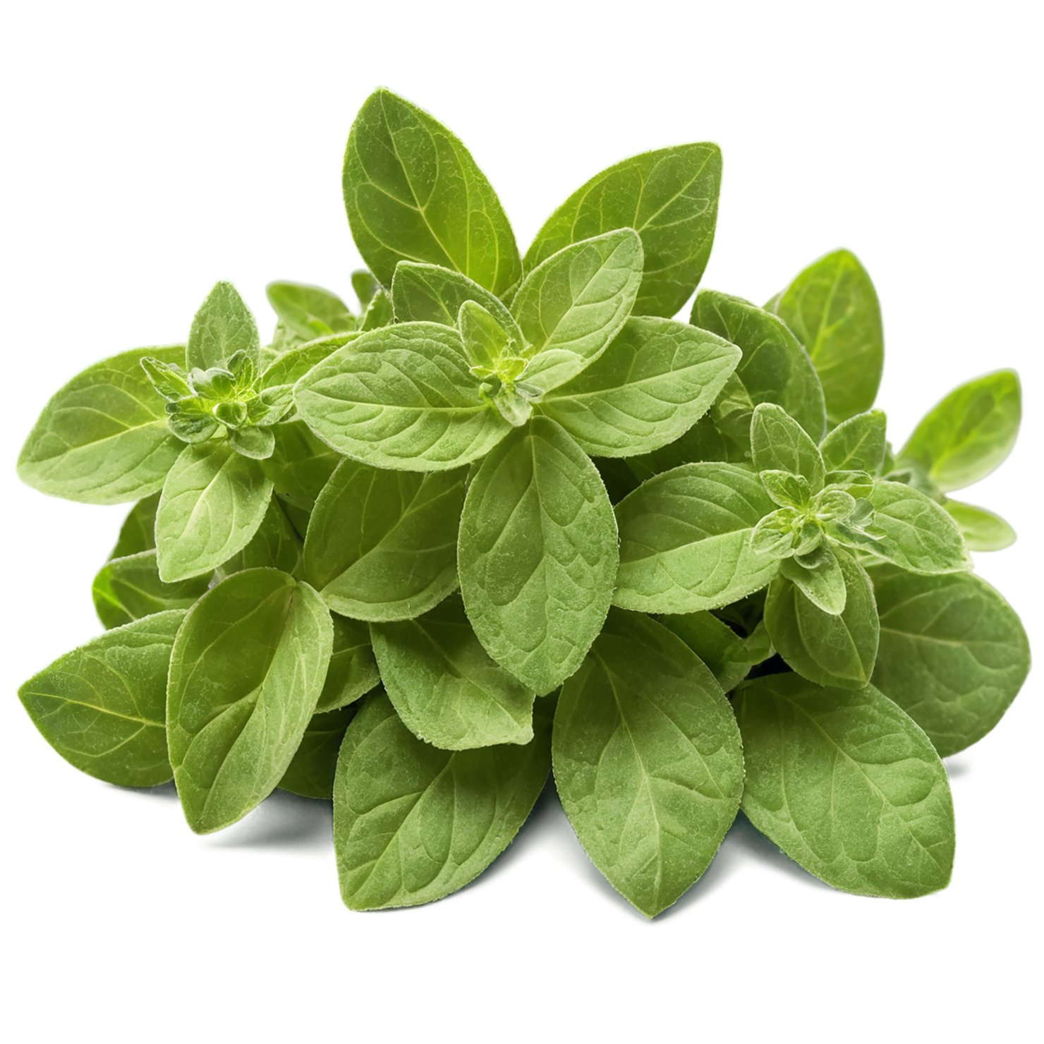 Oregano Herbs isolated on transparent background, #7224