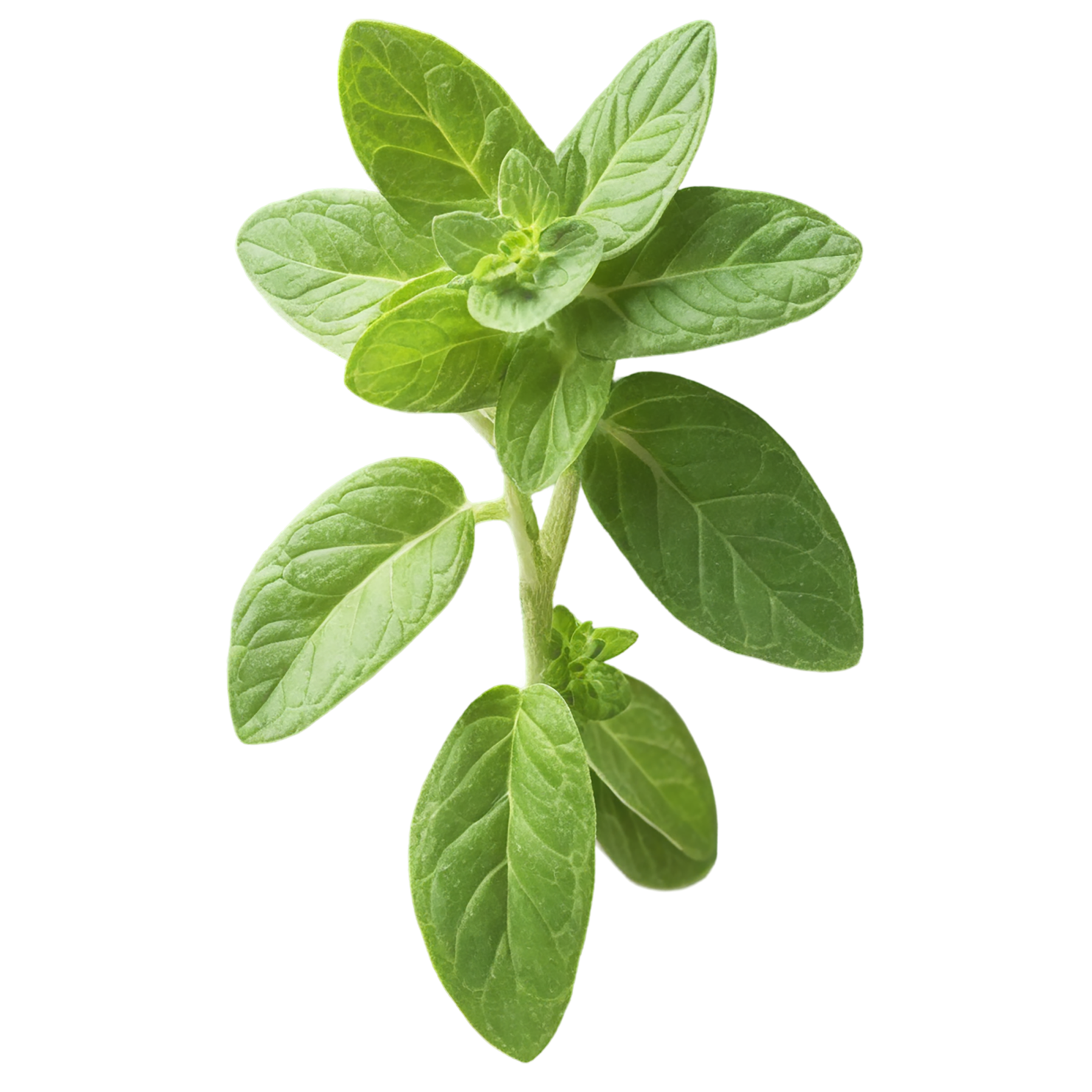 Oregano Herbs isolated on transparent background, #7226