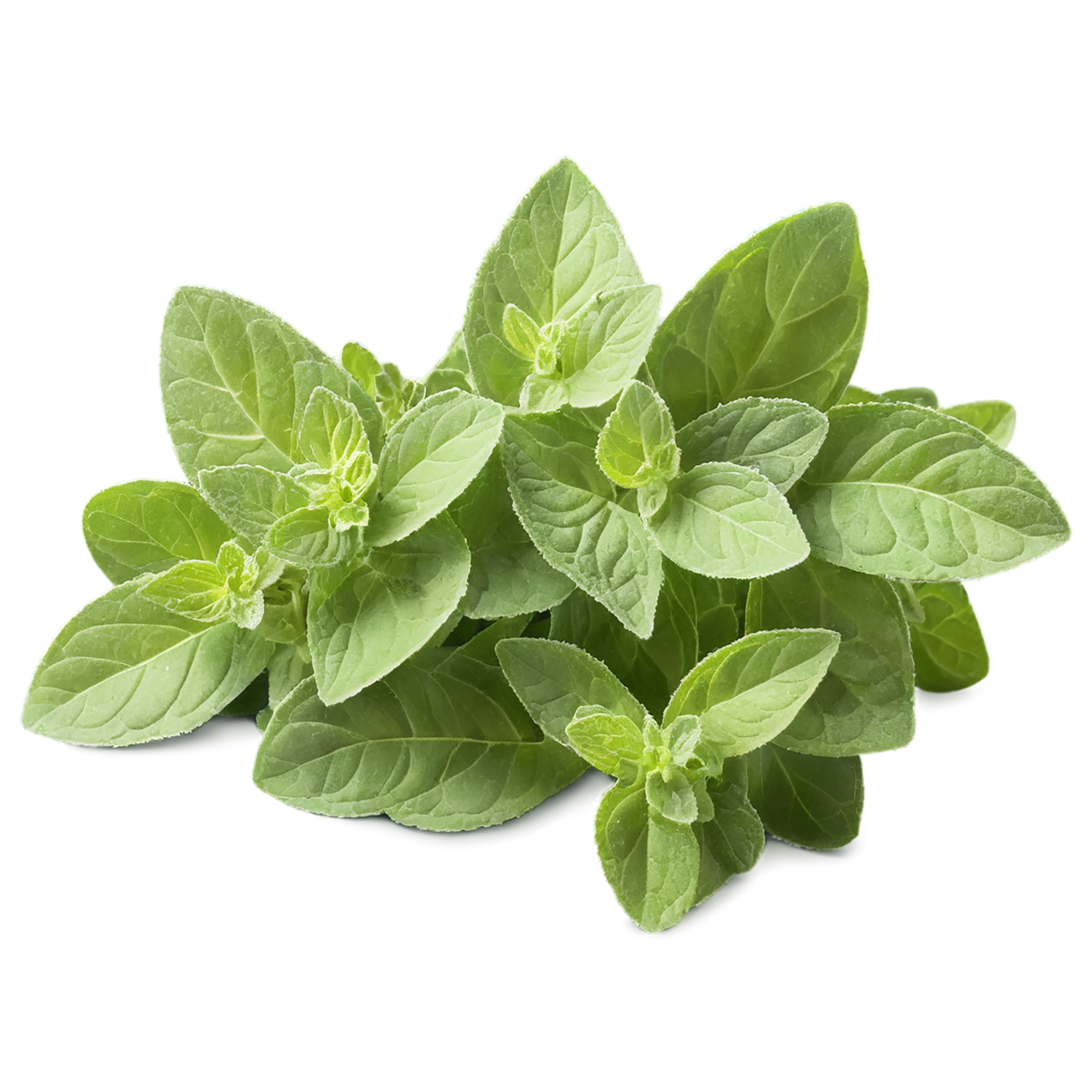 Oregano Herbs isolated on transparent background, #7227