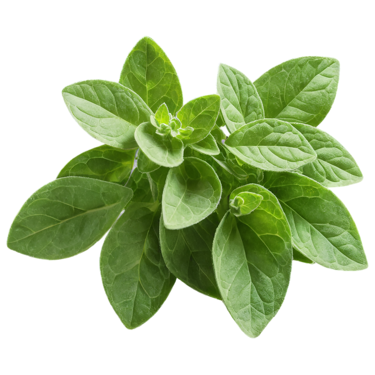 Oregano Herbs isolated on transparent background, #7228