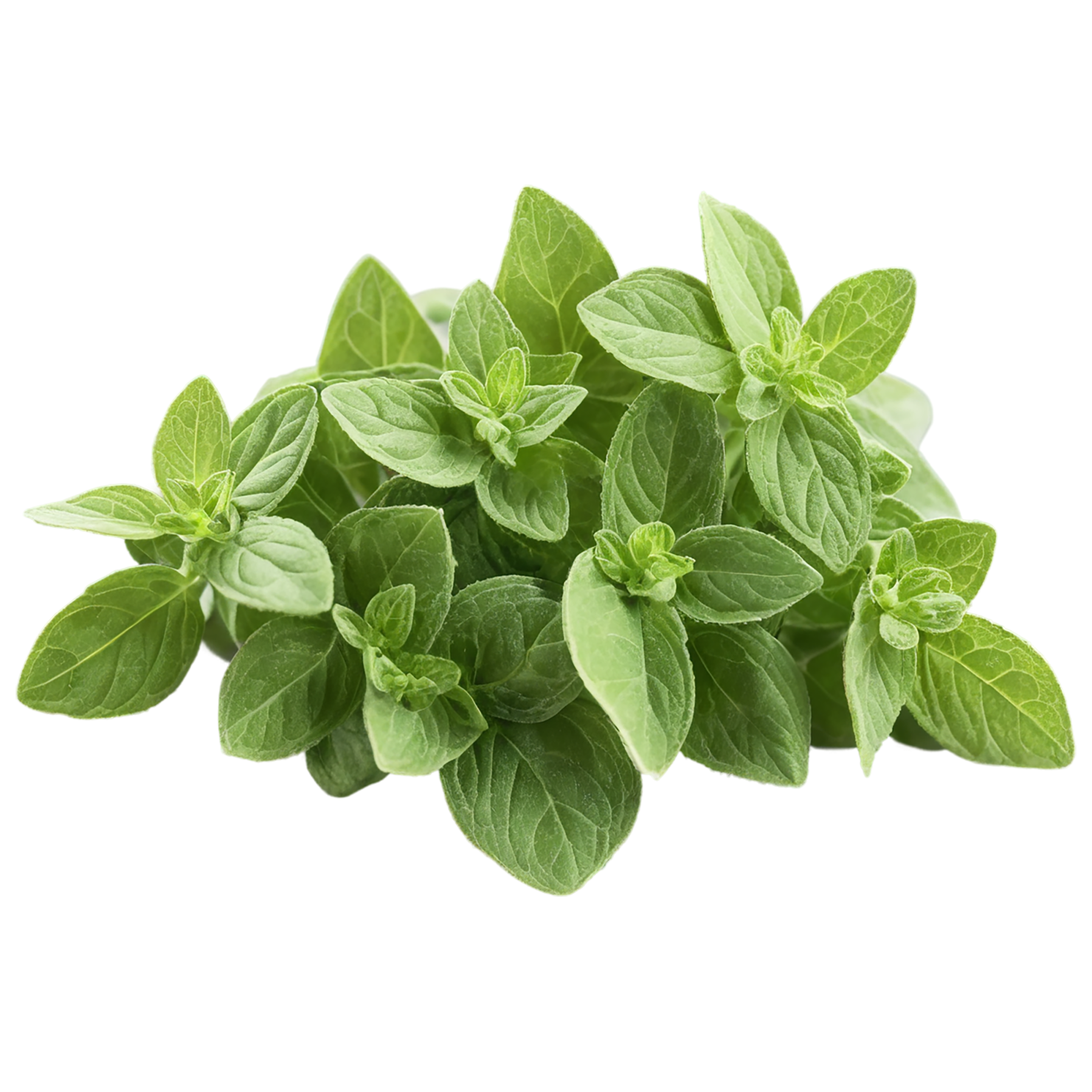 Oregano Herbs isolated on transparent background, #7229