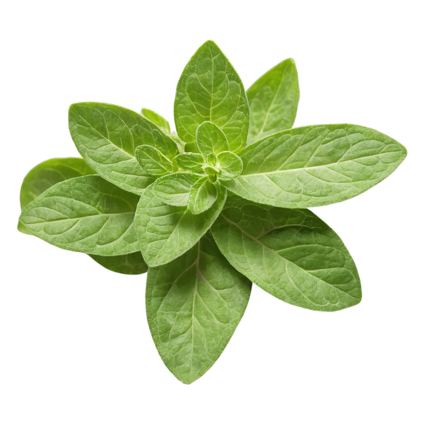 Oregano Herbs isolated on transparent background, #7230
