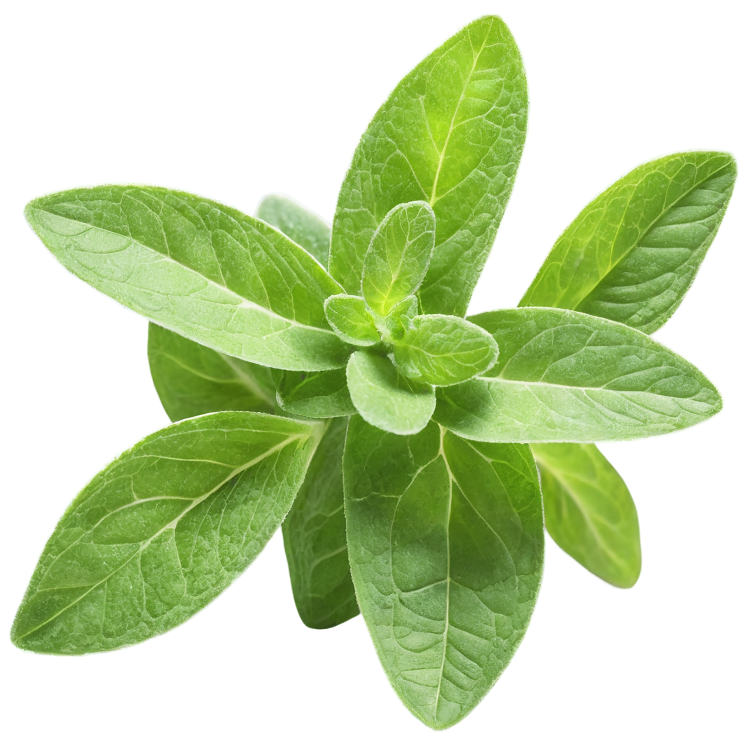 Oregano Herbs isolated on transparent background, #7231