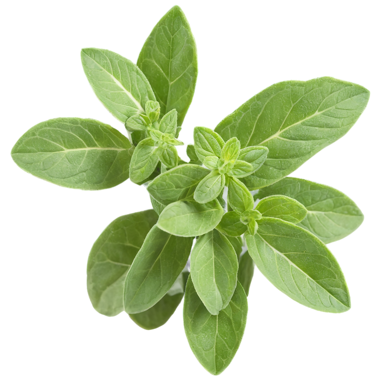 Oregano Herbs isolated on transparent background, #7233