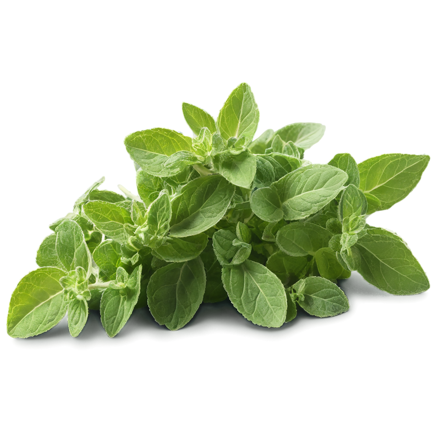 Oregano Herbs isolated on transparent background, #7237