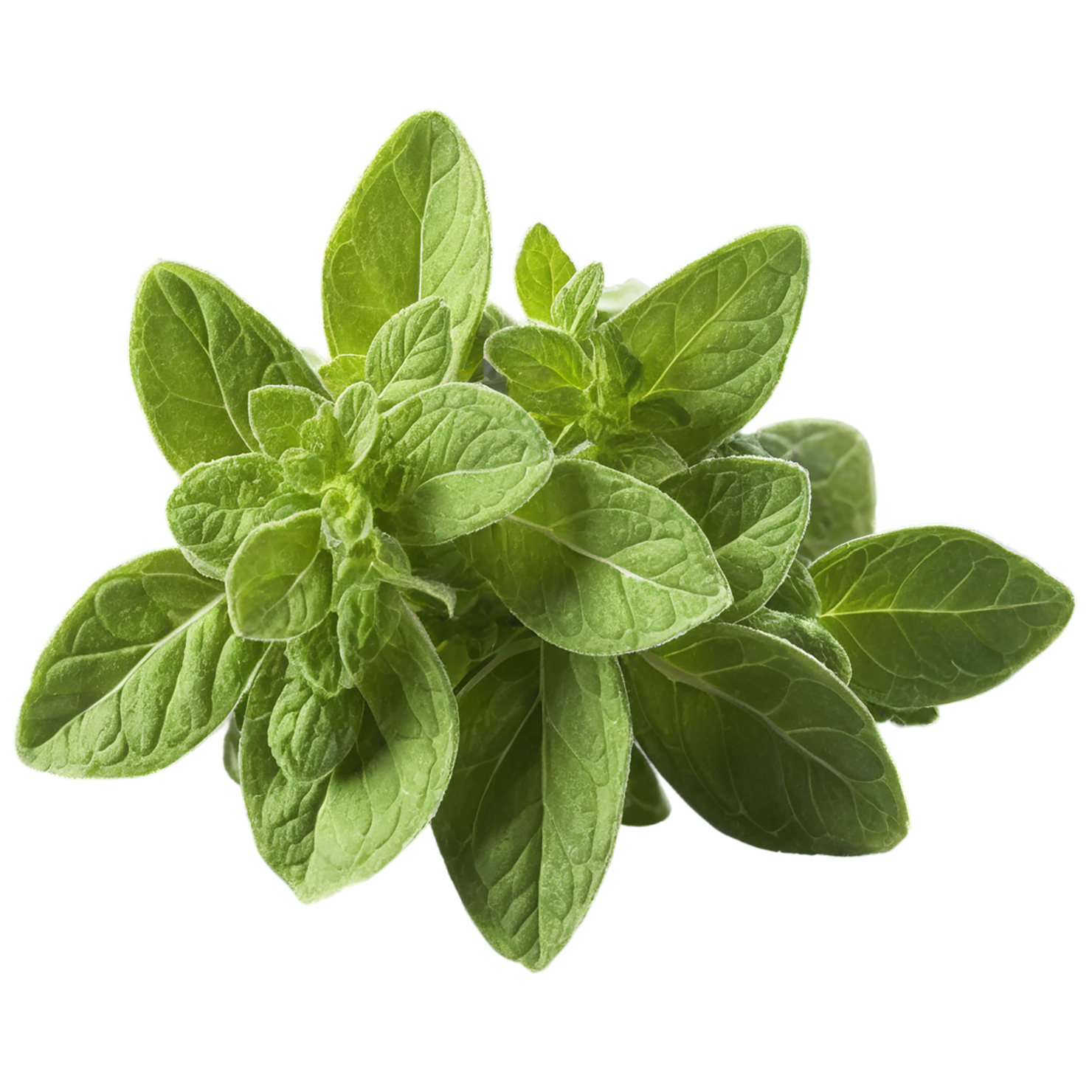 Oregano Herbs isolated on transparent background, #7239