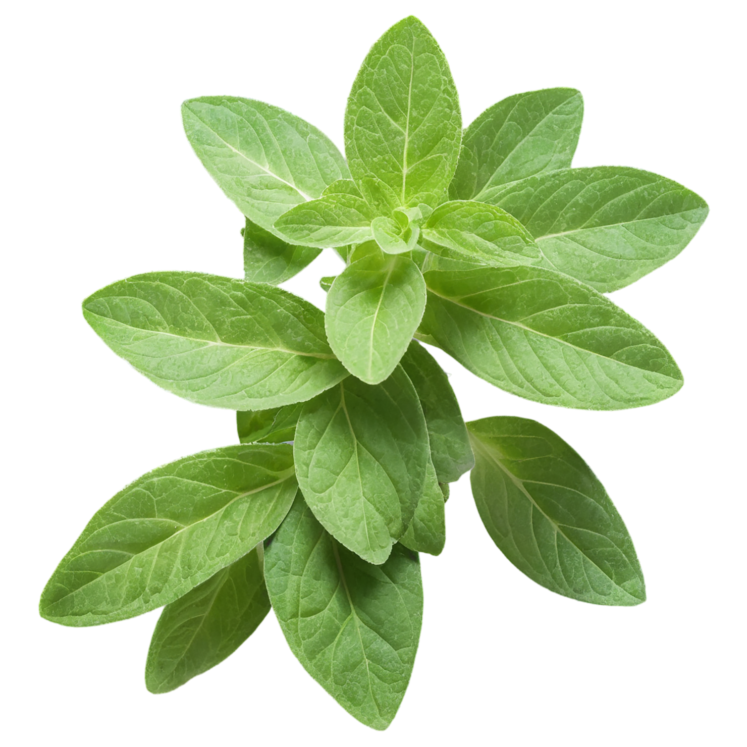 Oregano Herbs isolated on transparent background, #7240