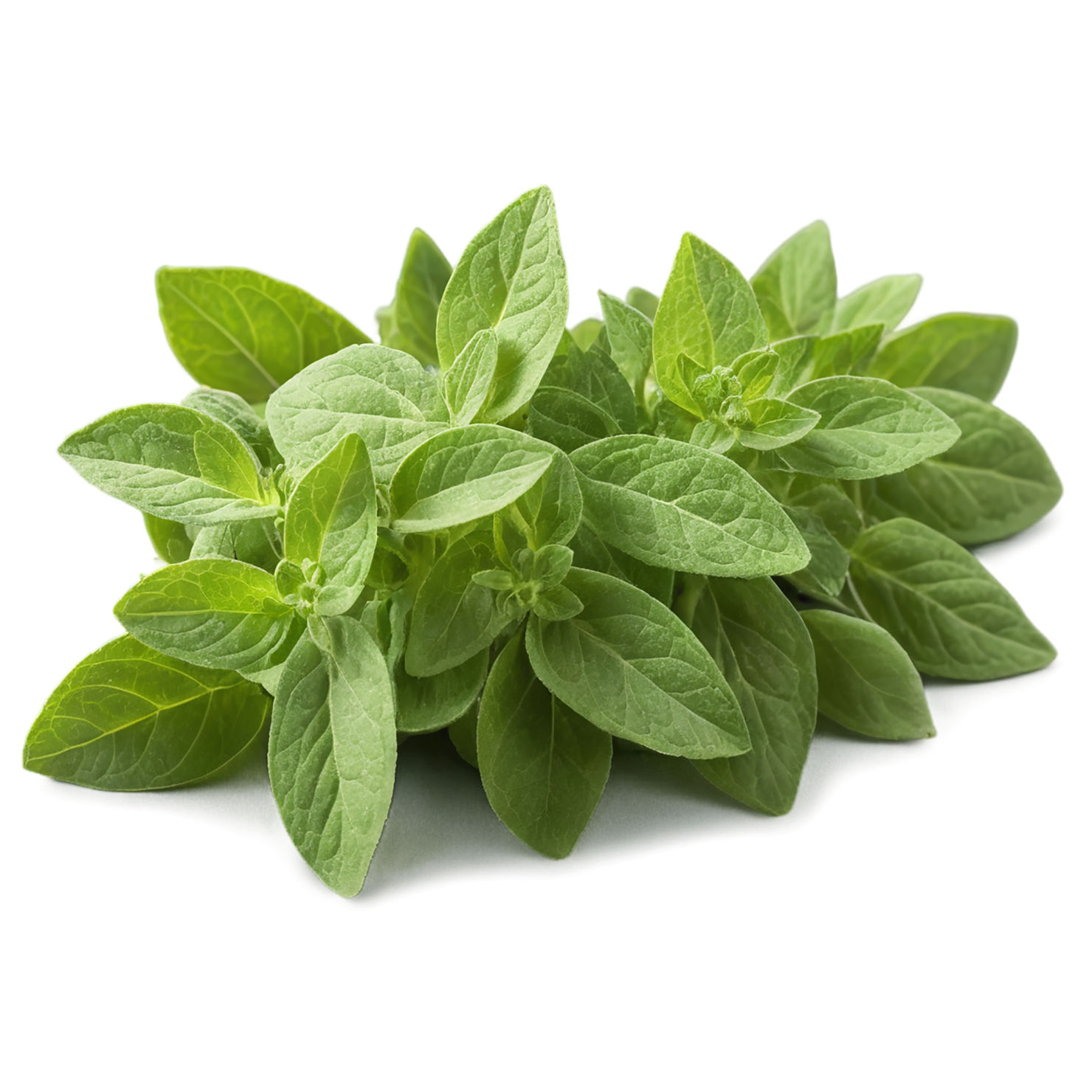 Oregano Herbs isolated on transparent background, #7241