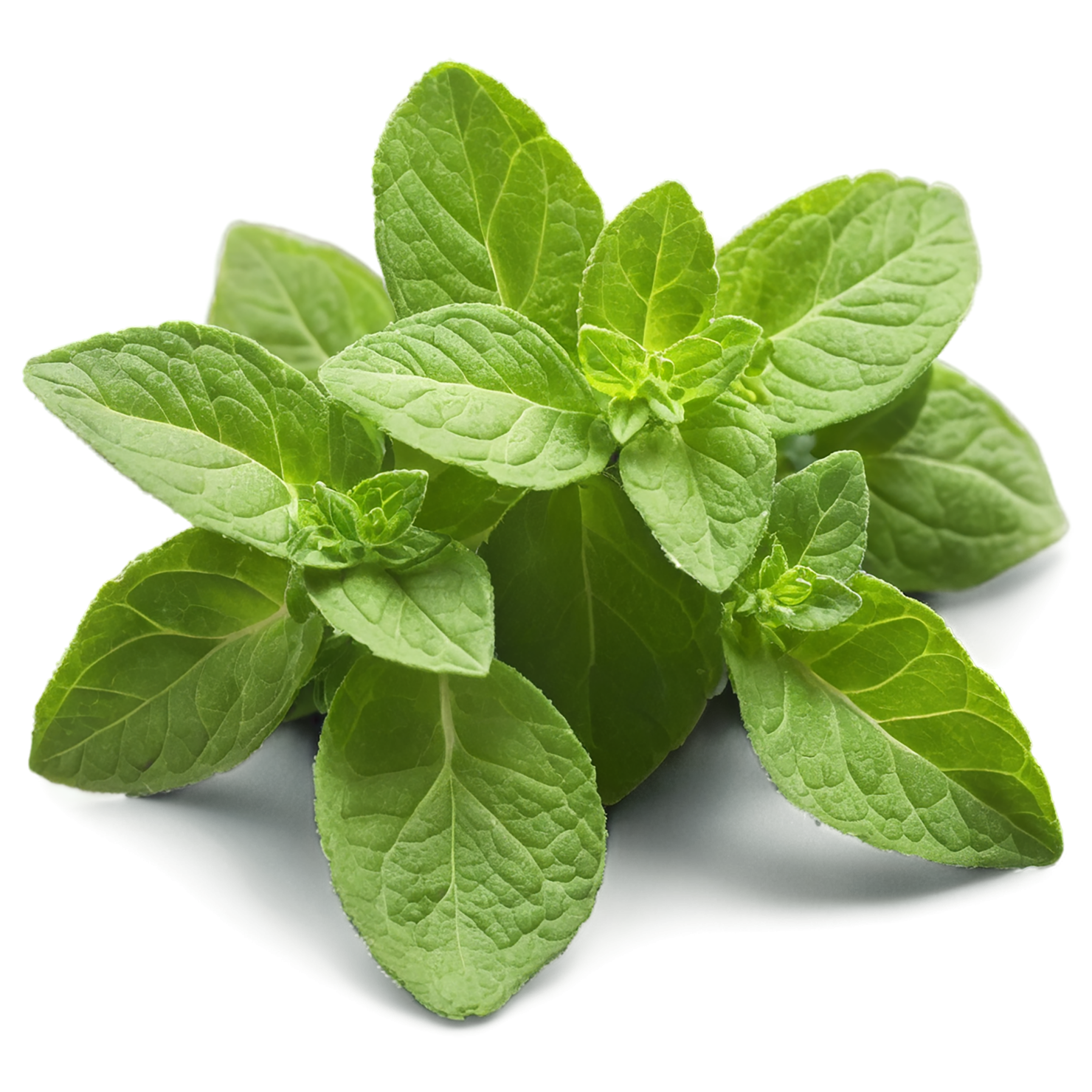 Oregano Herbs isolated on transparent background, #7242