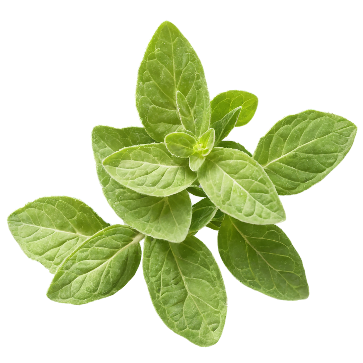 Oregano Herbs isolated on transparent background, #7243