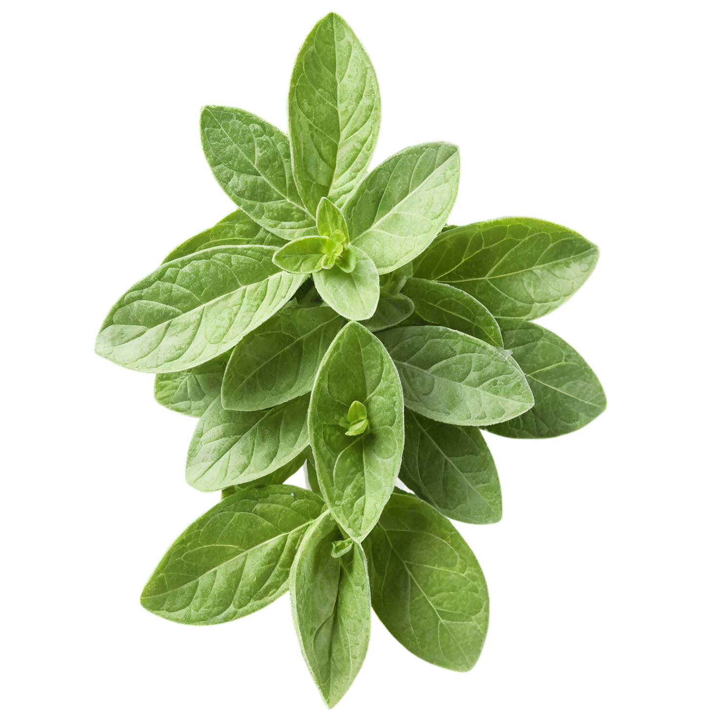 Oregano Herbs isolated on transparent background, #7245