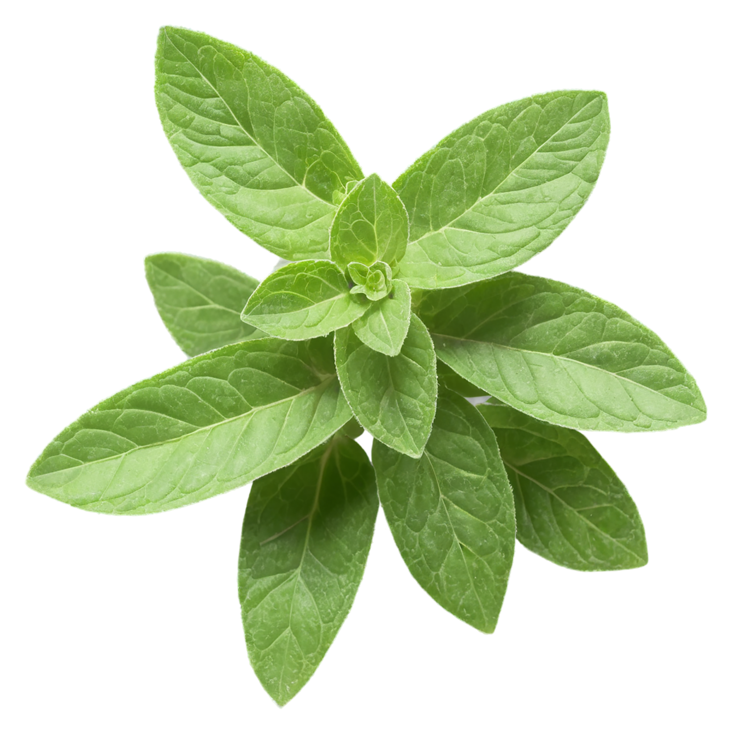 Oregano Herbs isolated on transparent background, #7246
