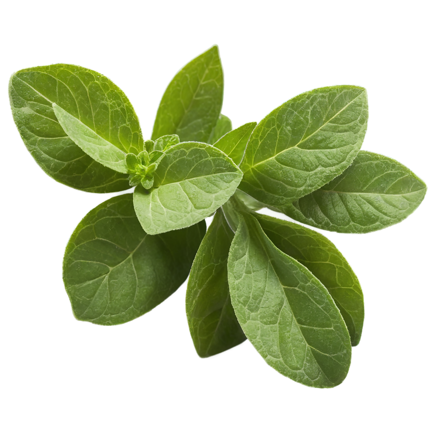 Oregano Herbs isolated on transparent background, #7248