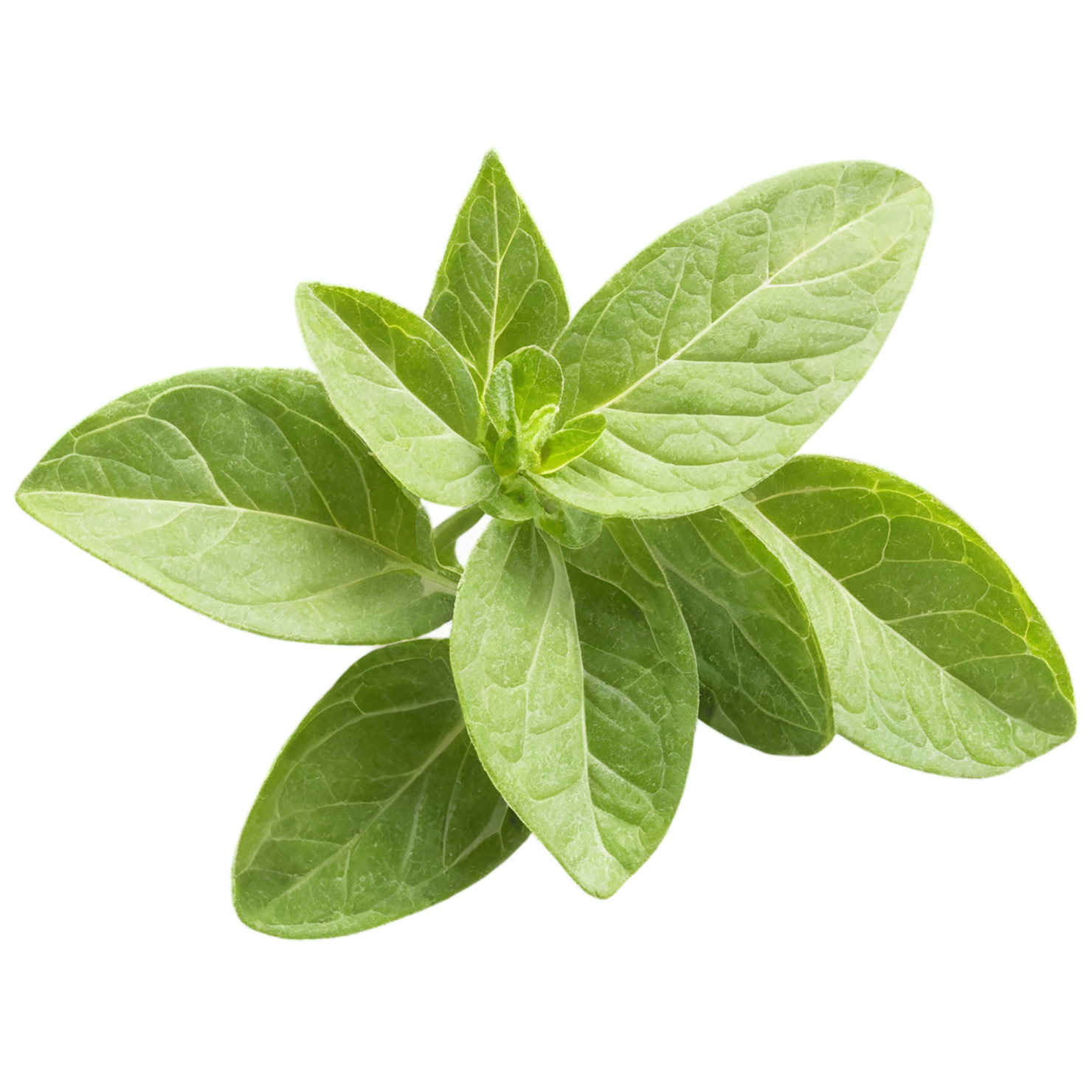 Oregano Herbs isolated on transparent background, #7249