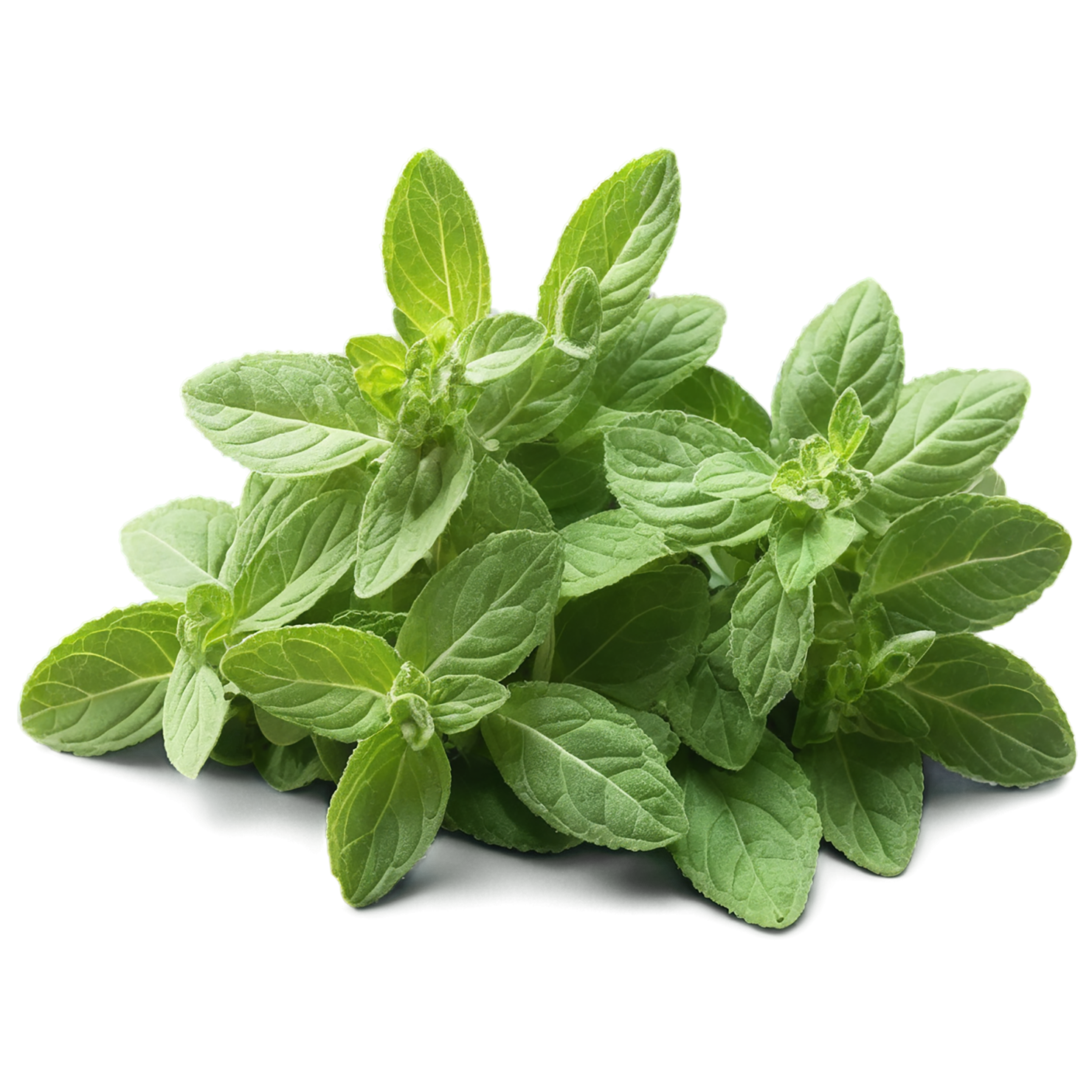 Oregano Herbs isolated on transparent background, #7250