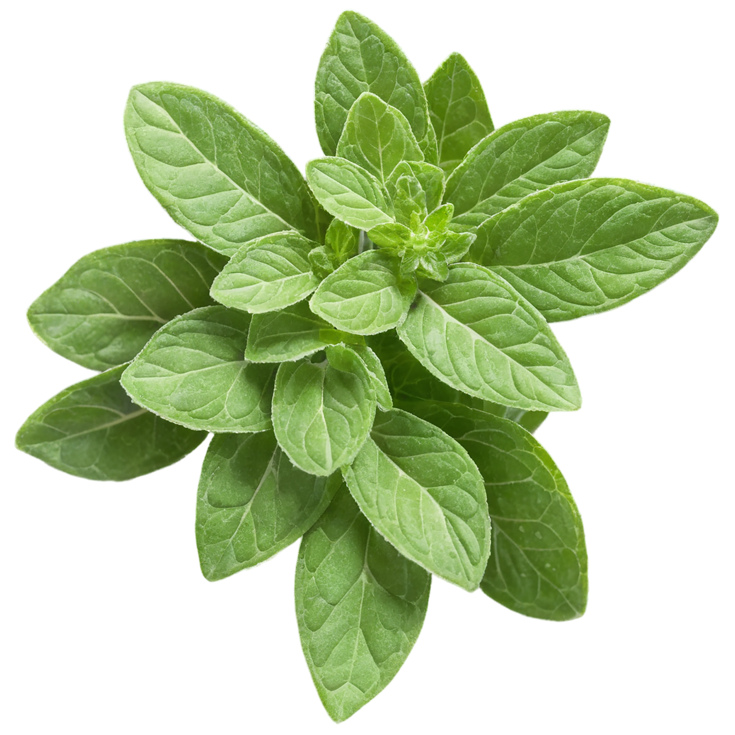 Oregano Herbs isolated on transparent background, #7251