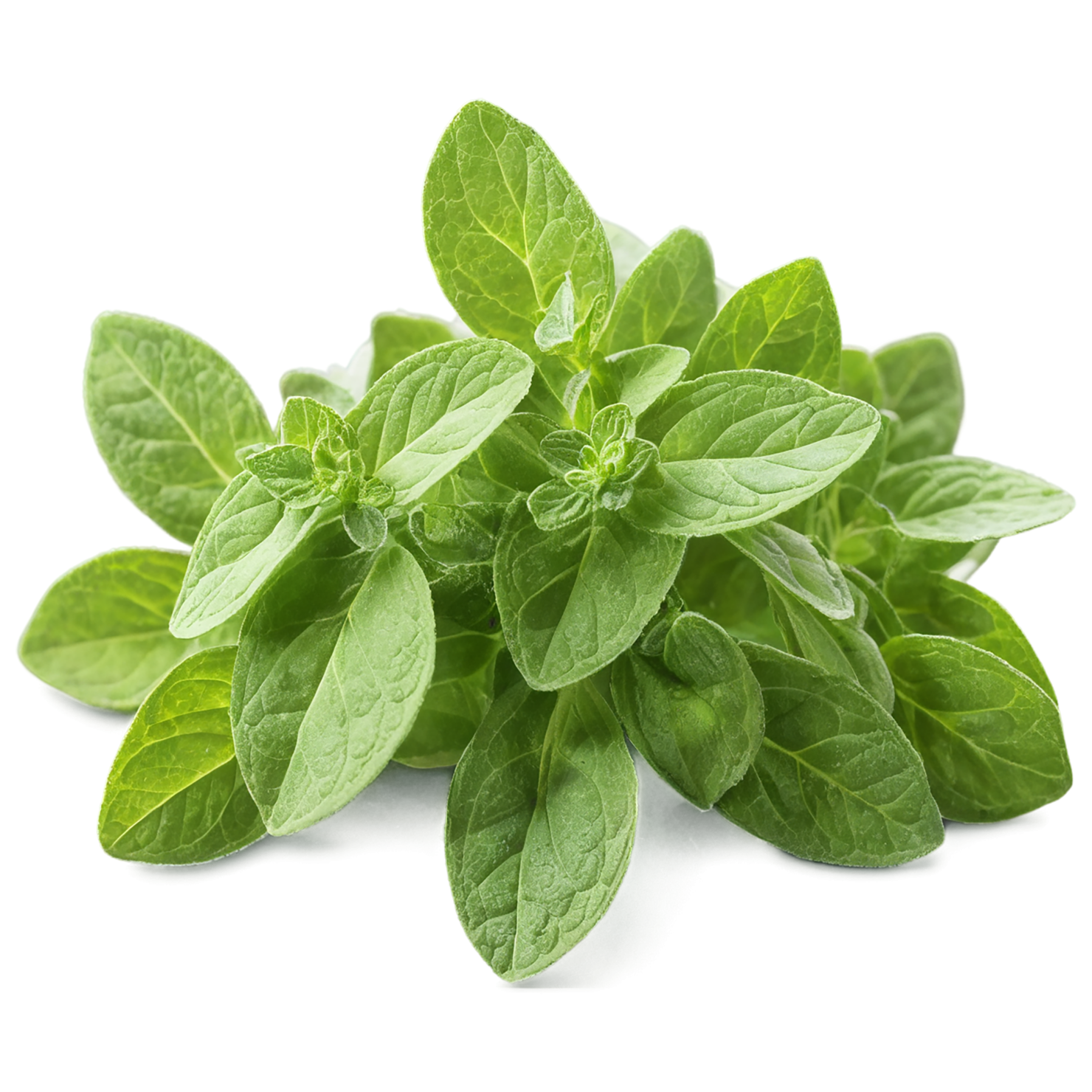 Oregano Herbs isolated on transparent background, #7252
