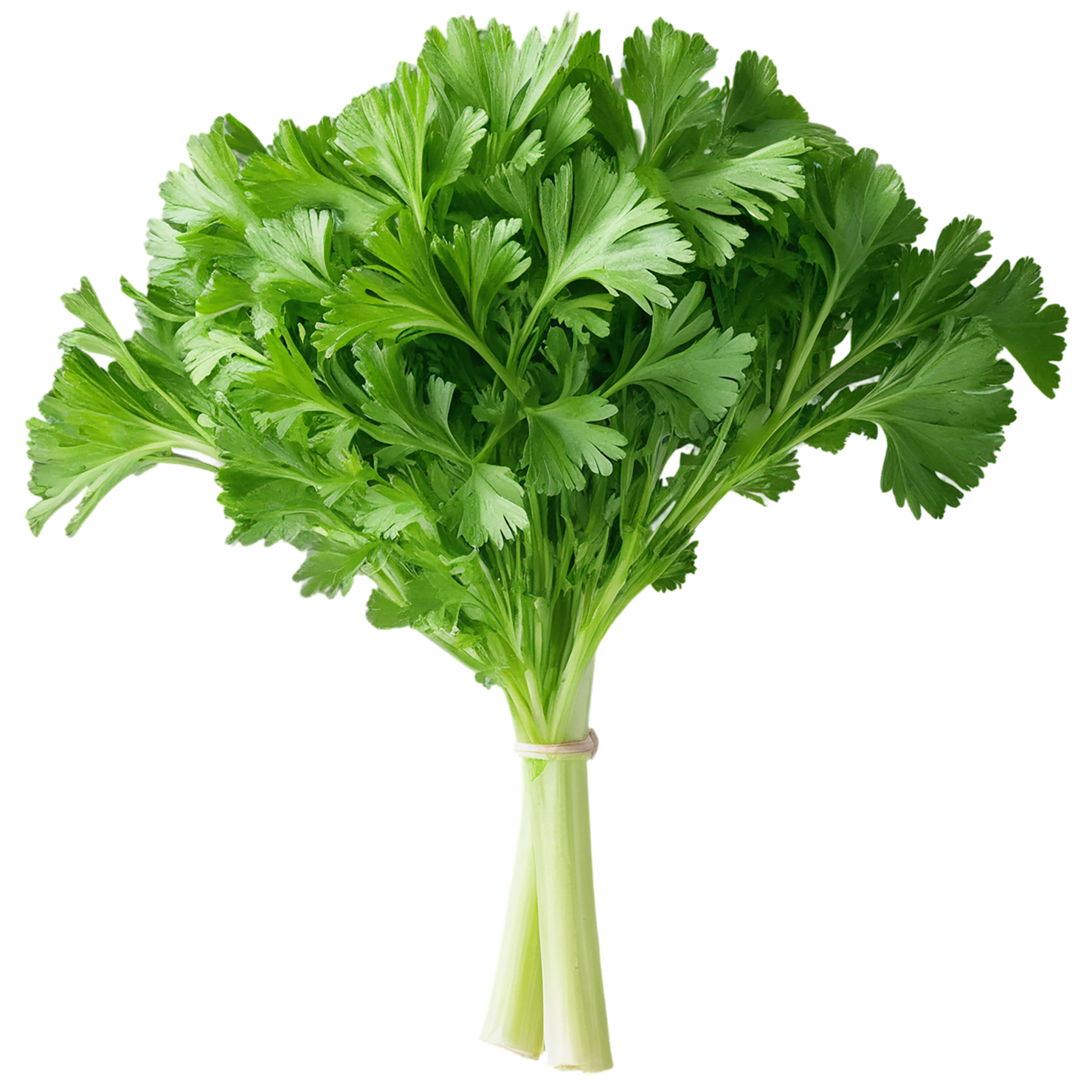 Parsley herbs isolated on transparent background, #7254