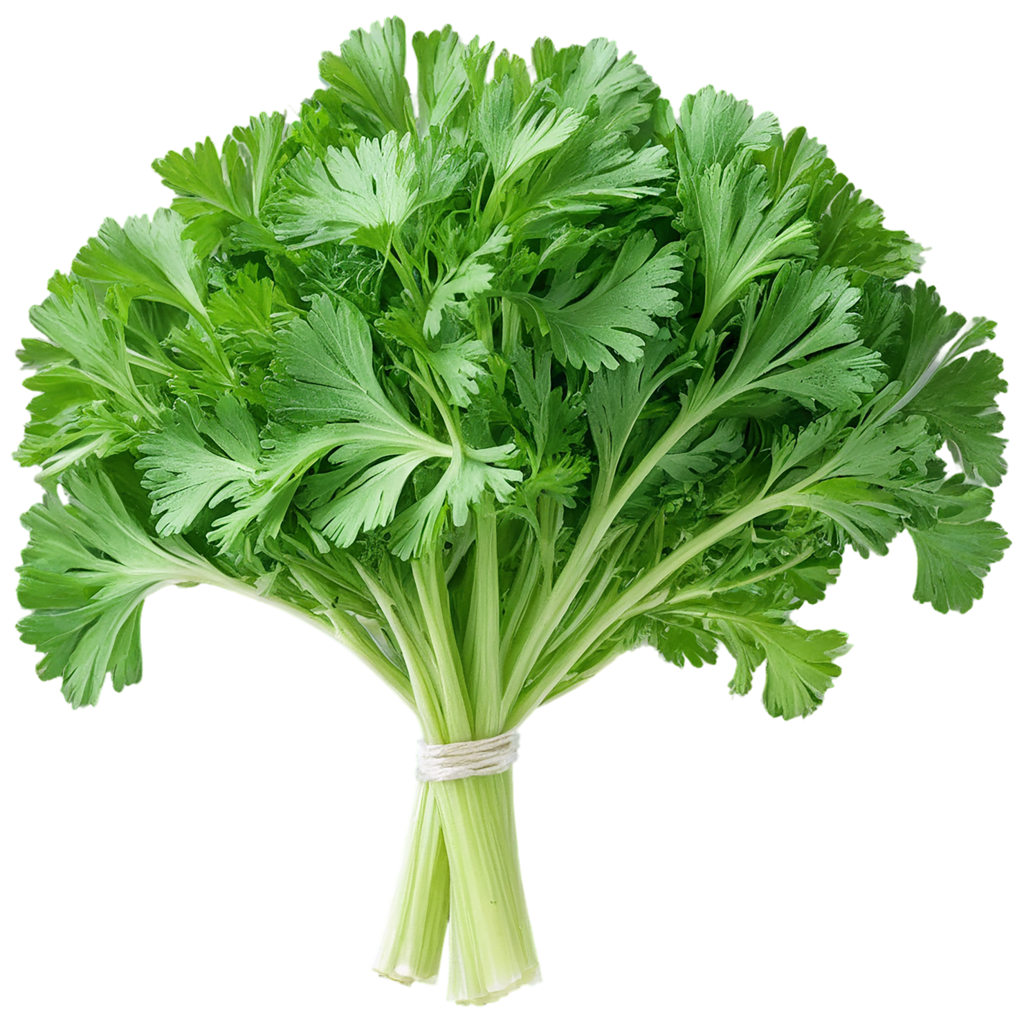 Parsley herbs isolated on transparent background, #7260