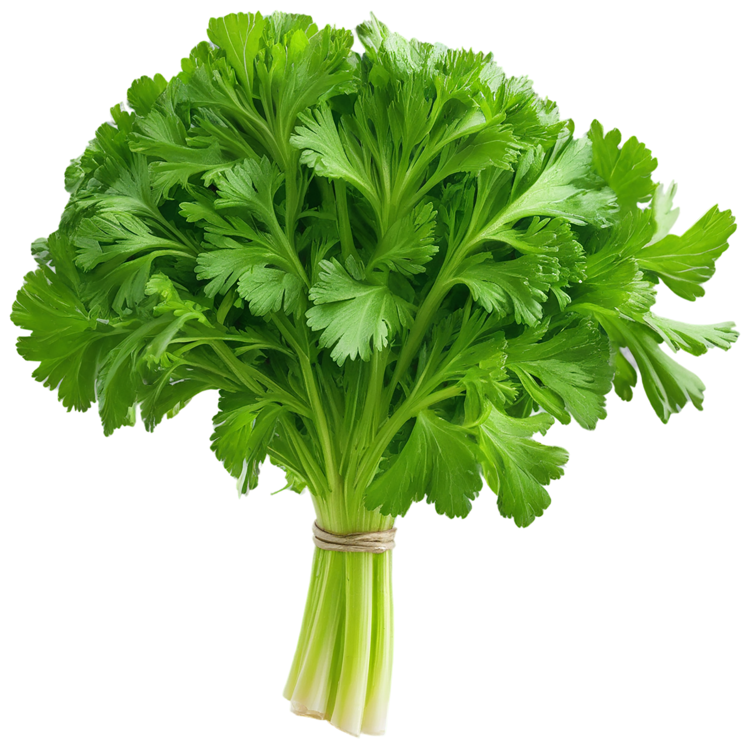 Parsley herbs isolated on transparent background, #7265