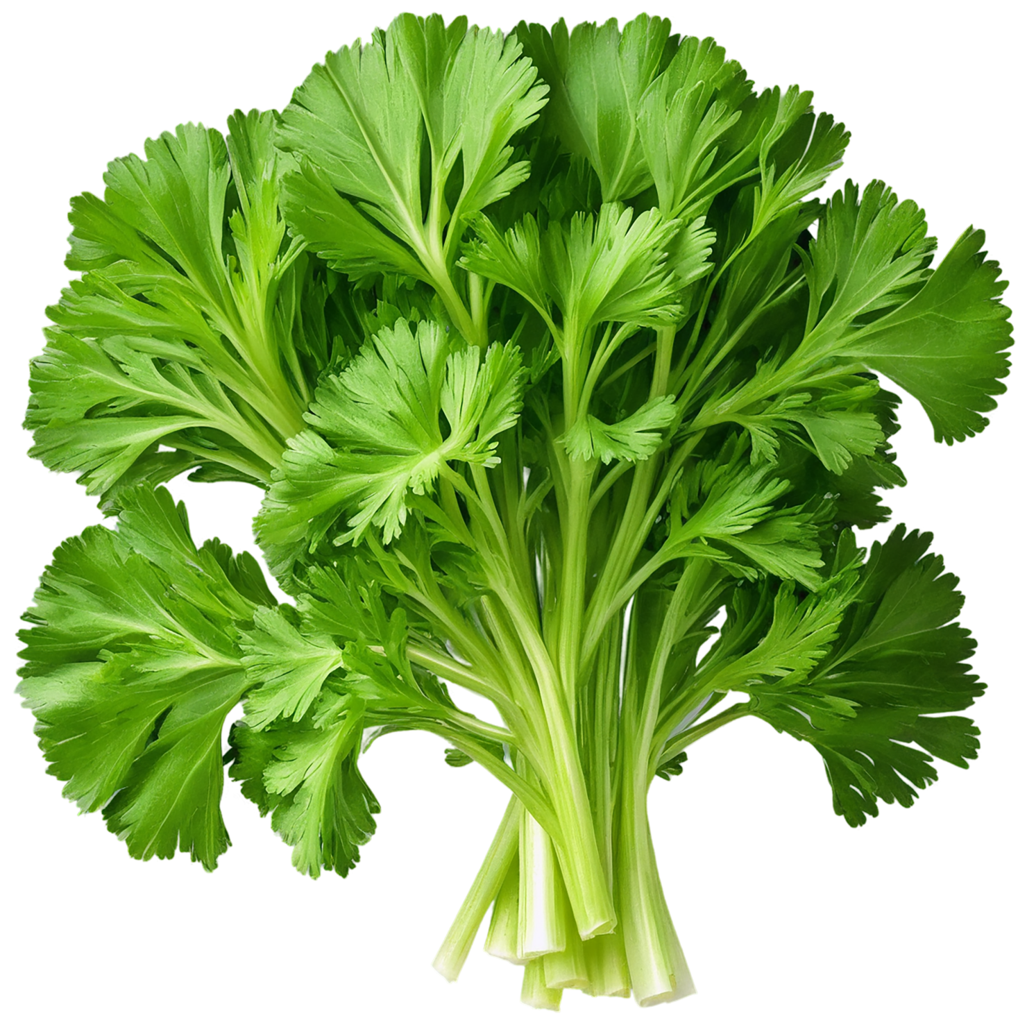 Parsley herbs isolated on transparent background, #7271