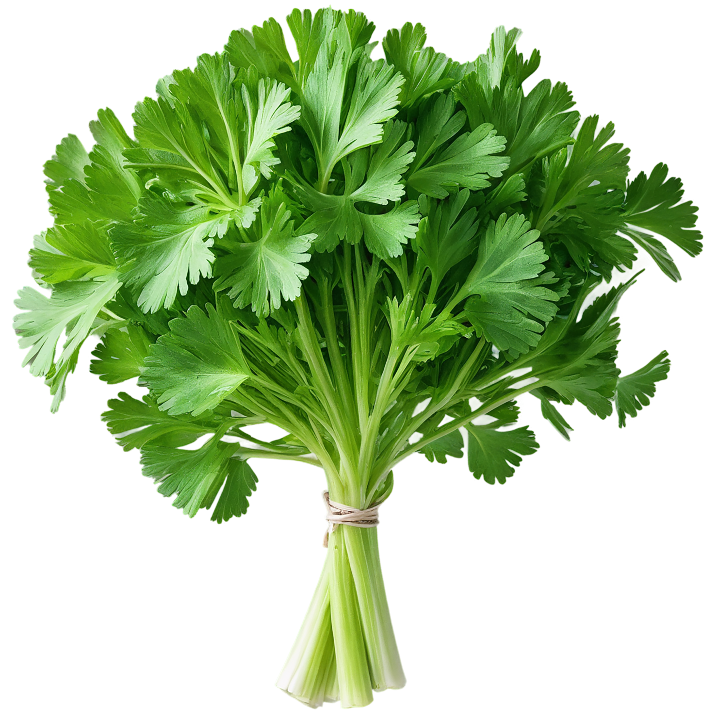 Parsley herbs isolated on transparent background, #7272