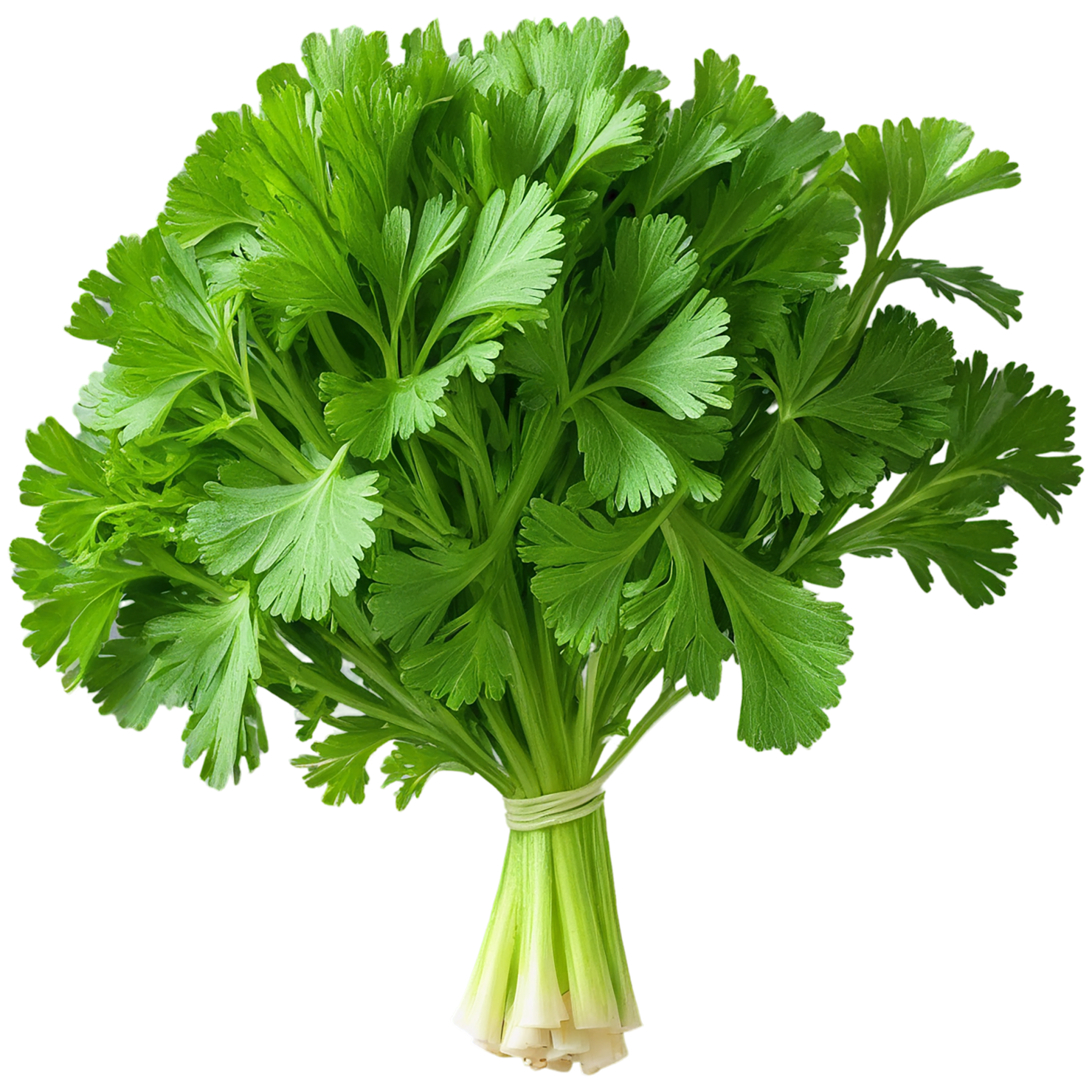 Parsley herbs isolated on transparent background, #7274
