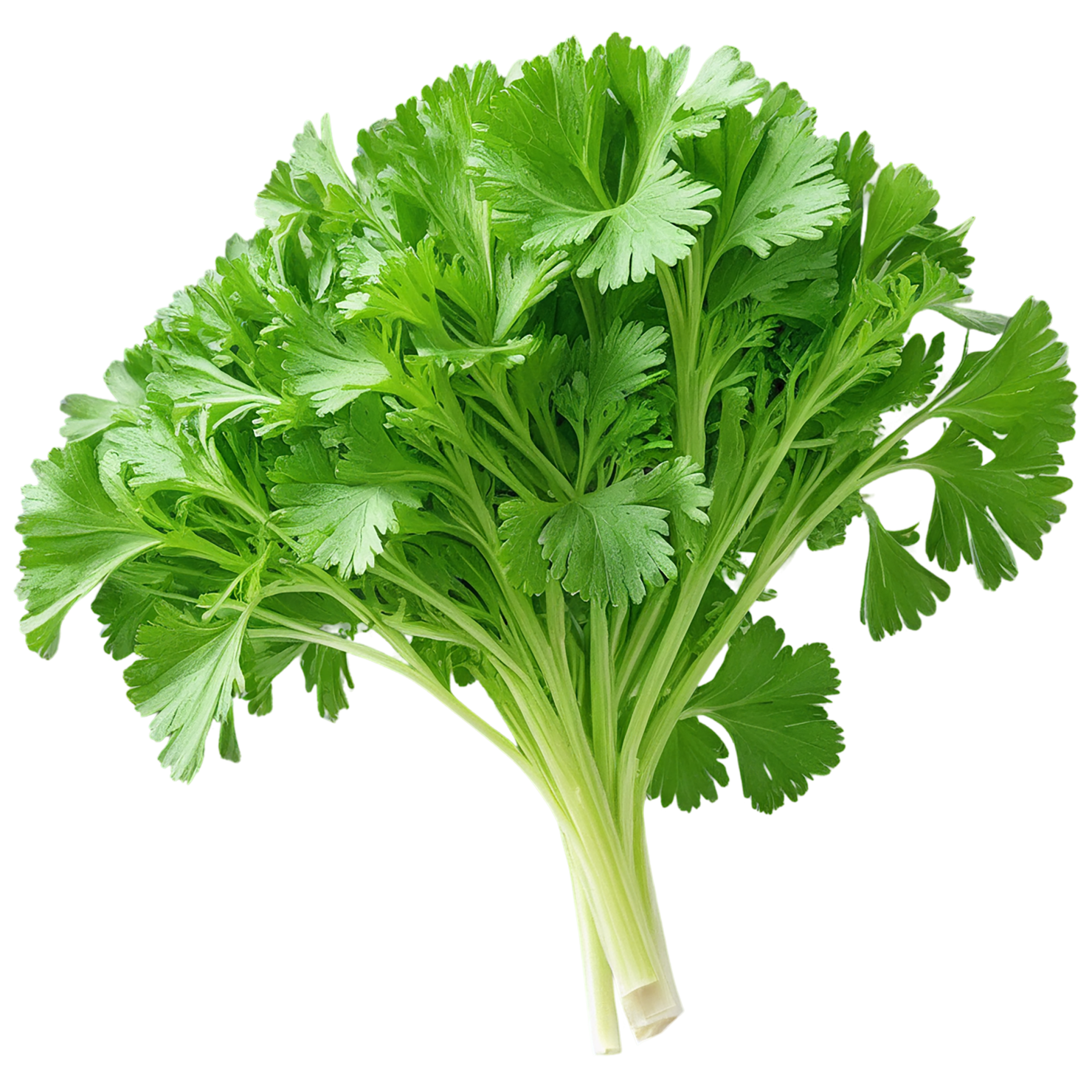 Parsley herbs isolated on transparent background, #7275