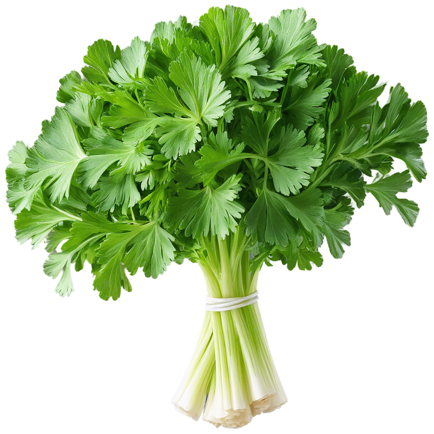 Parsley herbs isolated on transparent background, #7279