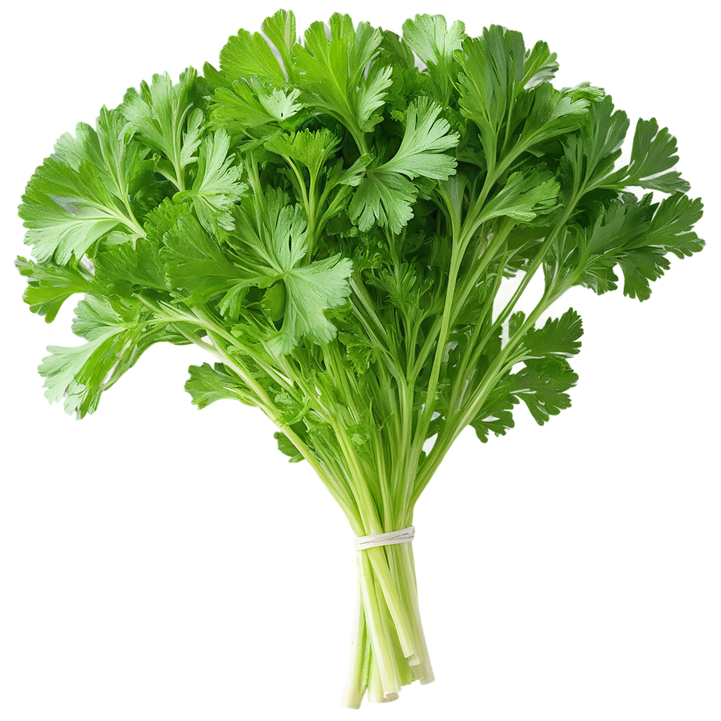 Parsley herbs isolated on transparent background, #7280