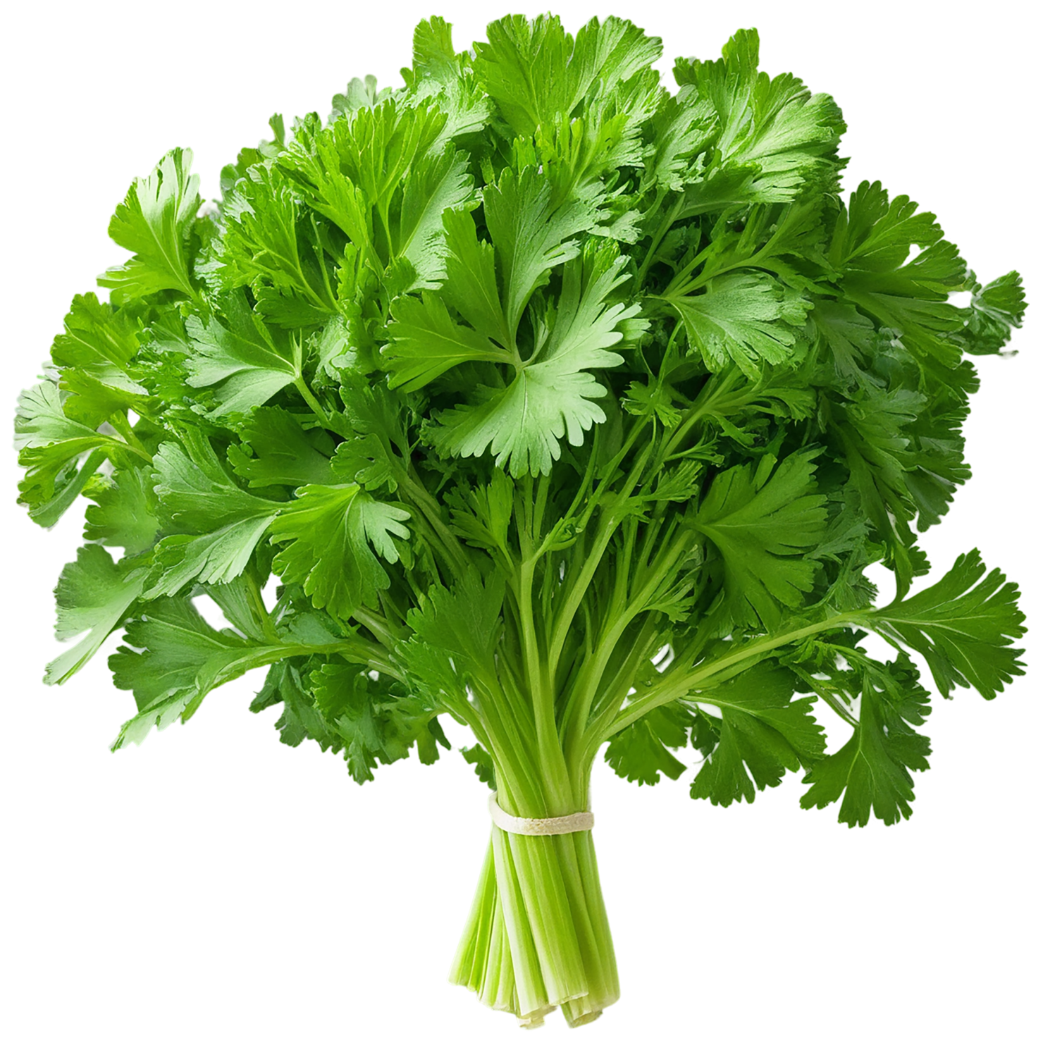 Parsley herbs isolated on transparent background, #7281