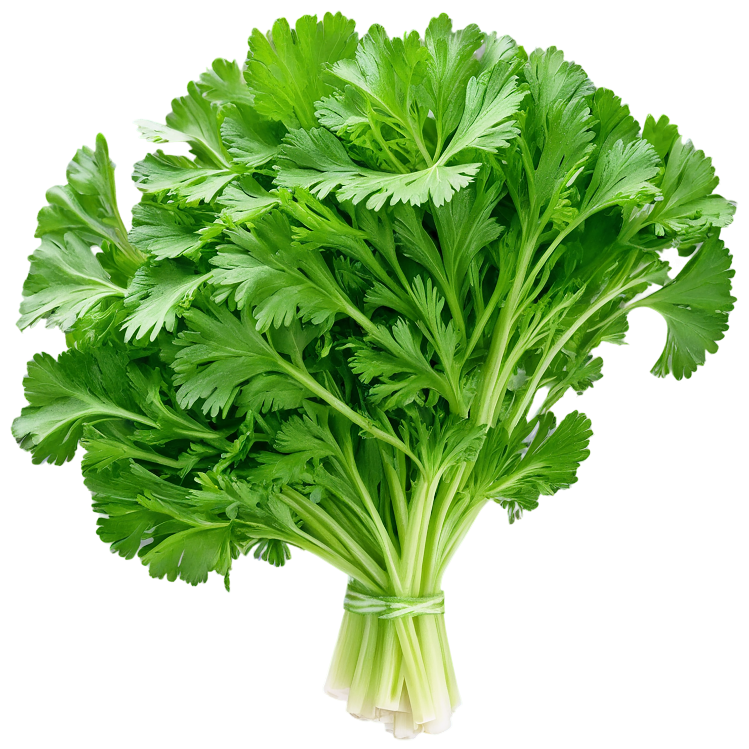 Parsley herbs isolated on transparent background, #7282