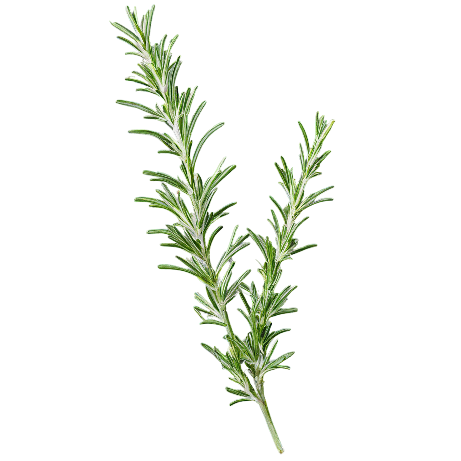 Rosemary herbs isolated on transparent background, #7283