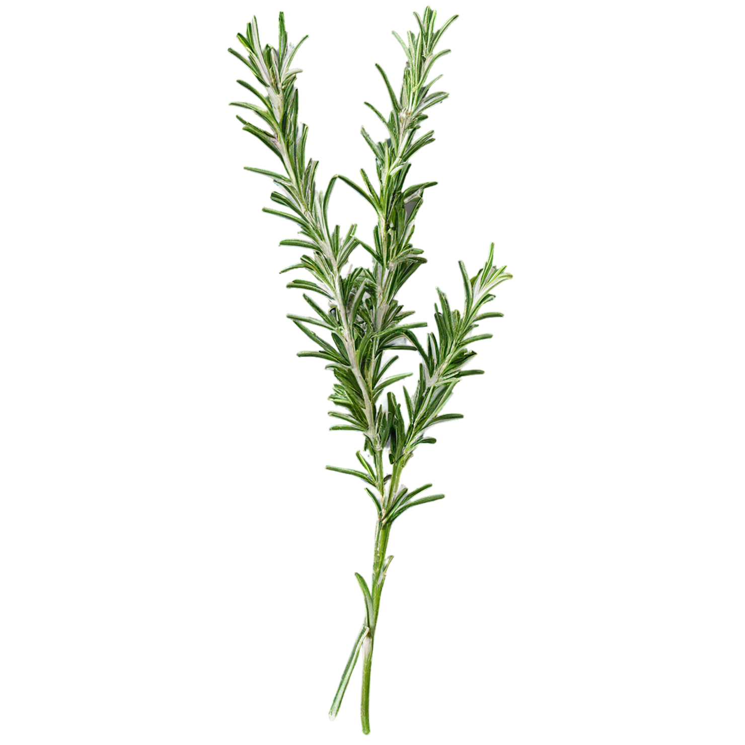 Rosemary herbs isolated on transparent background, #7285
