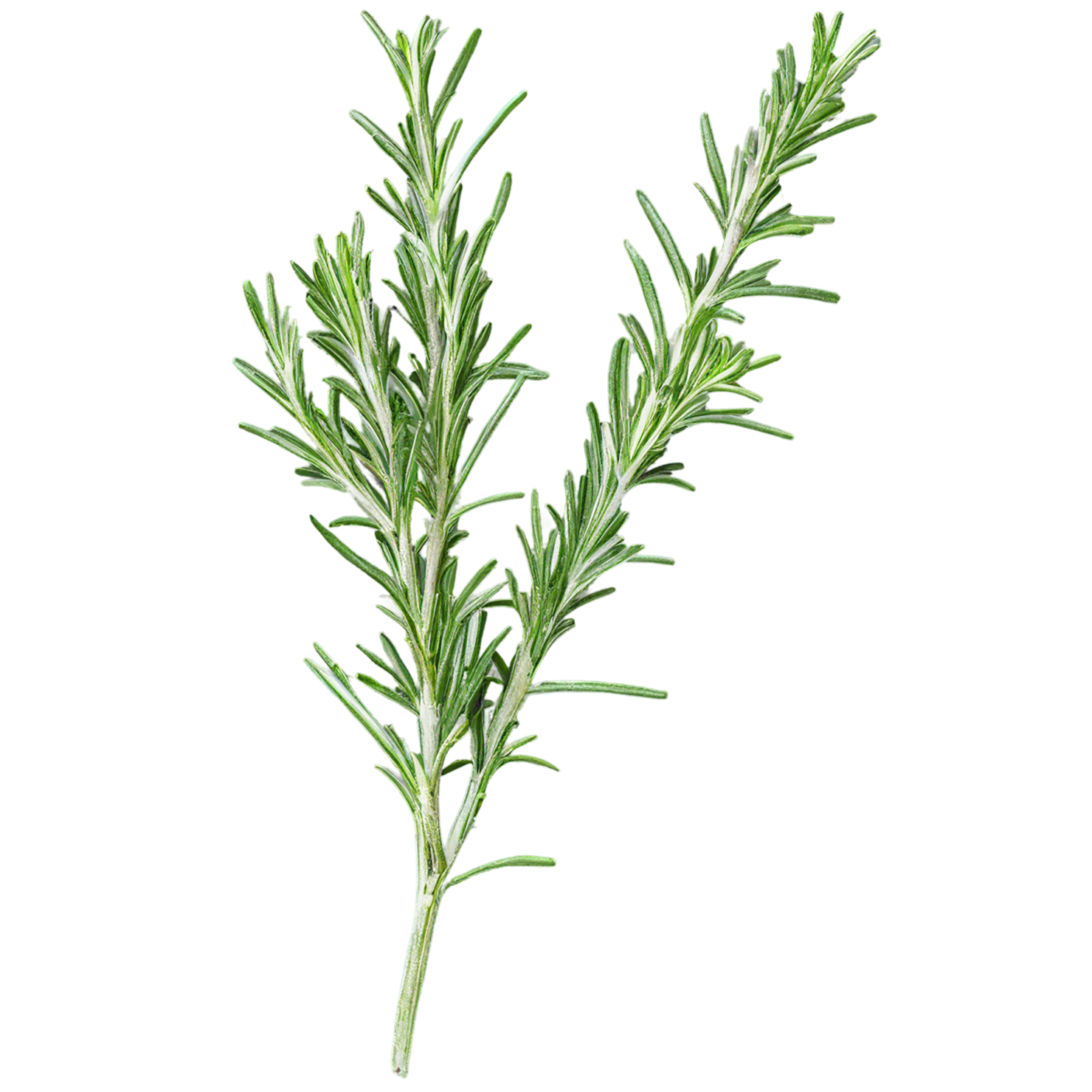 Rosemary herbs isolated on transparent background, #7286