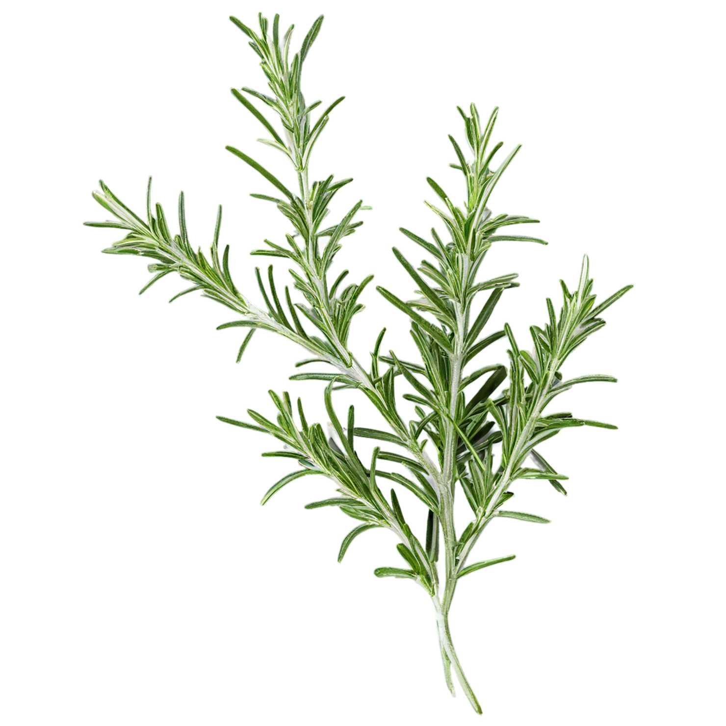 Rosemary herbs isolated on transparent background, #7288