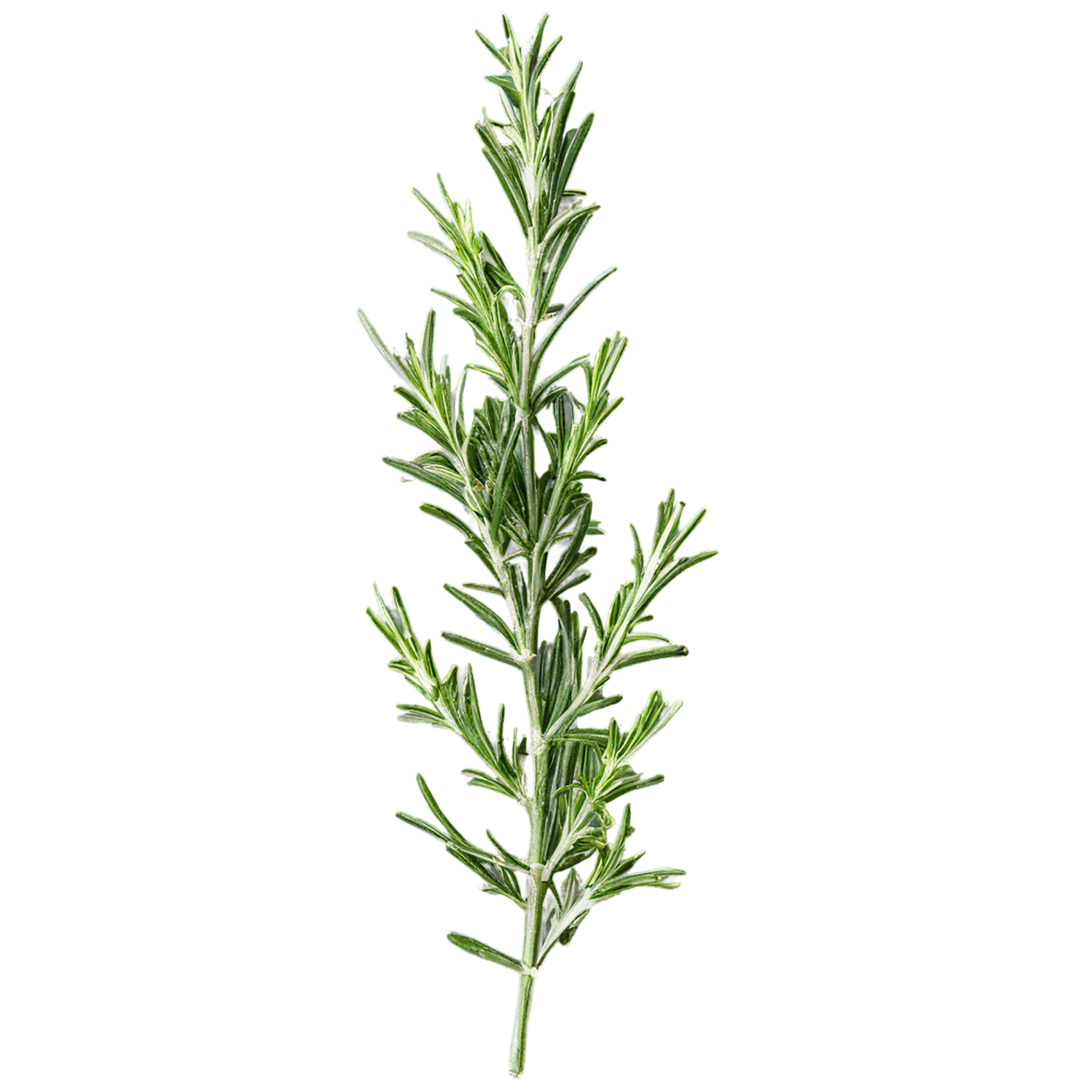 Rosemary herbs isolated on transparent background, #7291