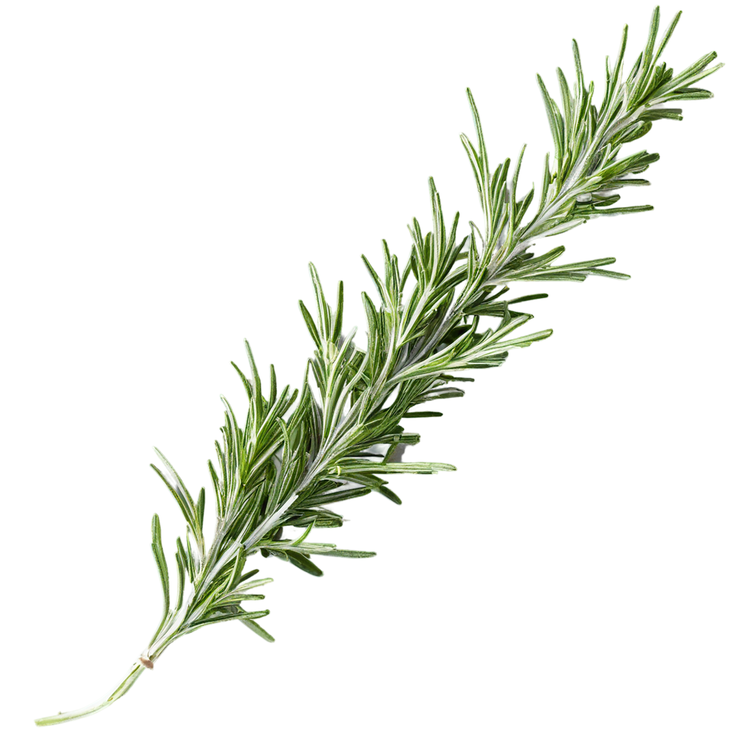Rosemary herbs isolated on transparent background, #7293