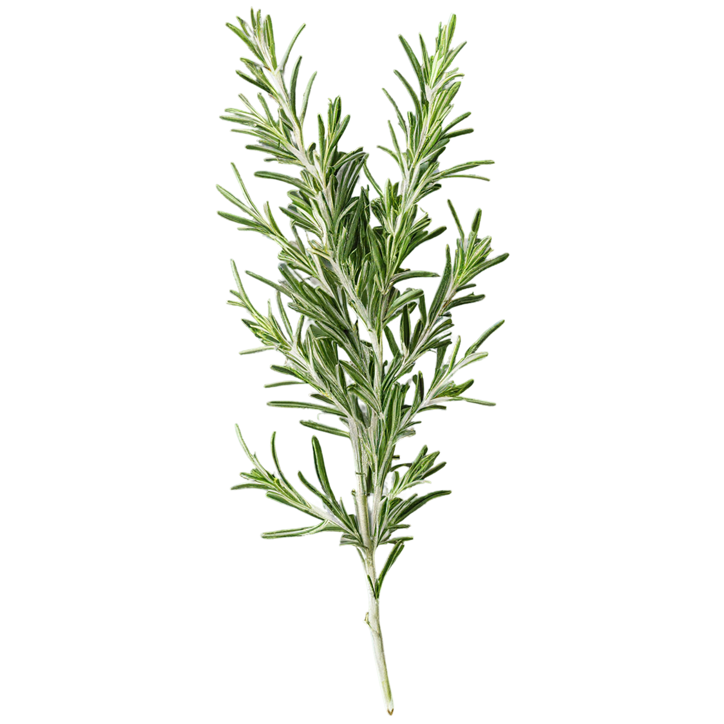 Rosemary herbs isolated on transparent background, #7294