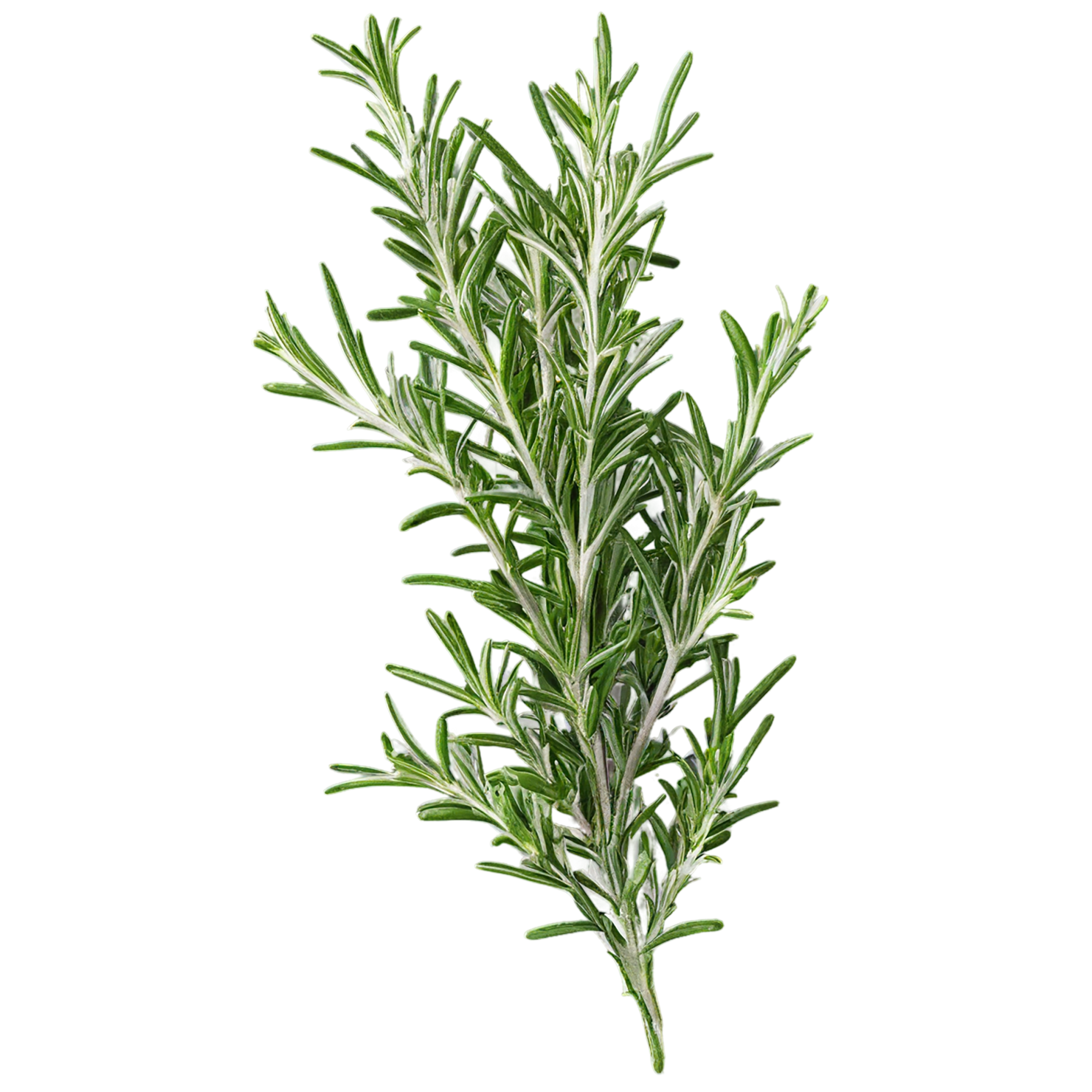 Rosemary herbs isolated on transparent background, #7295